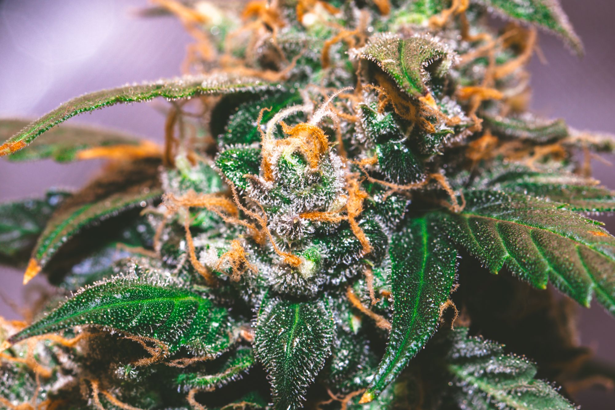 weed-9122.jpg