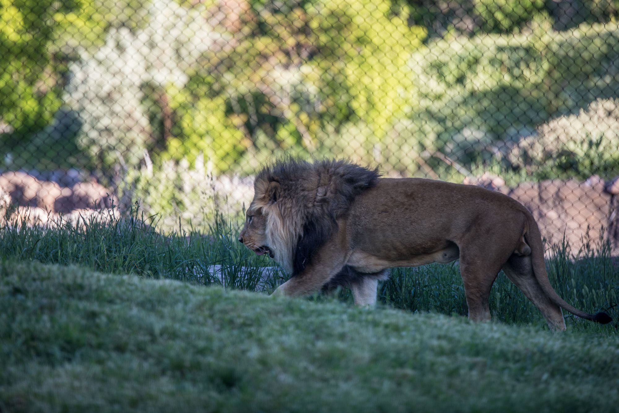 bigcats-2923.jpg