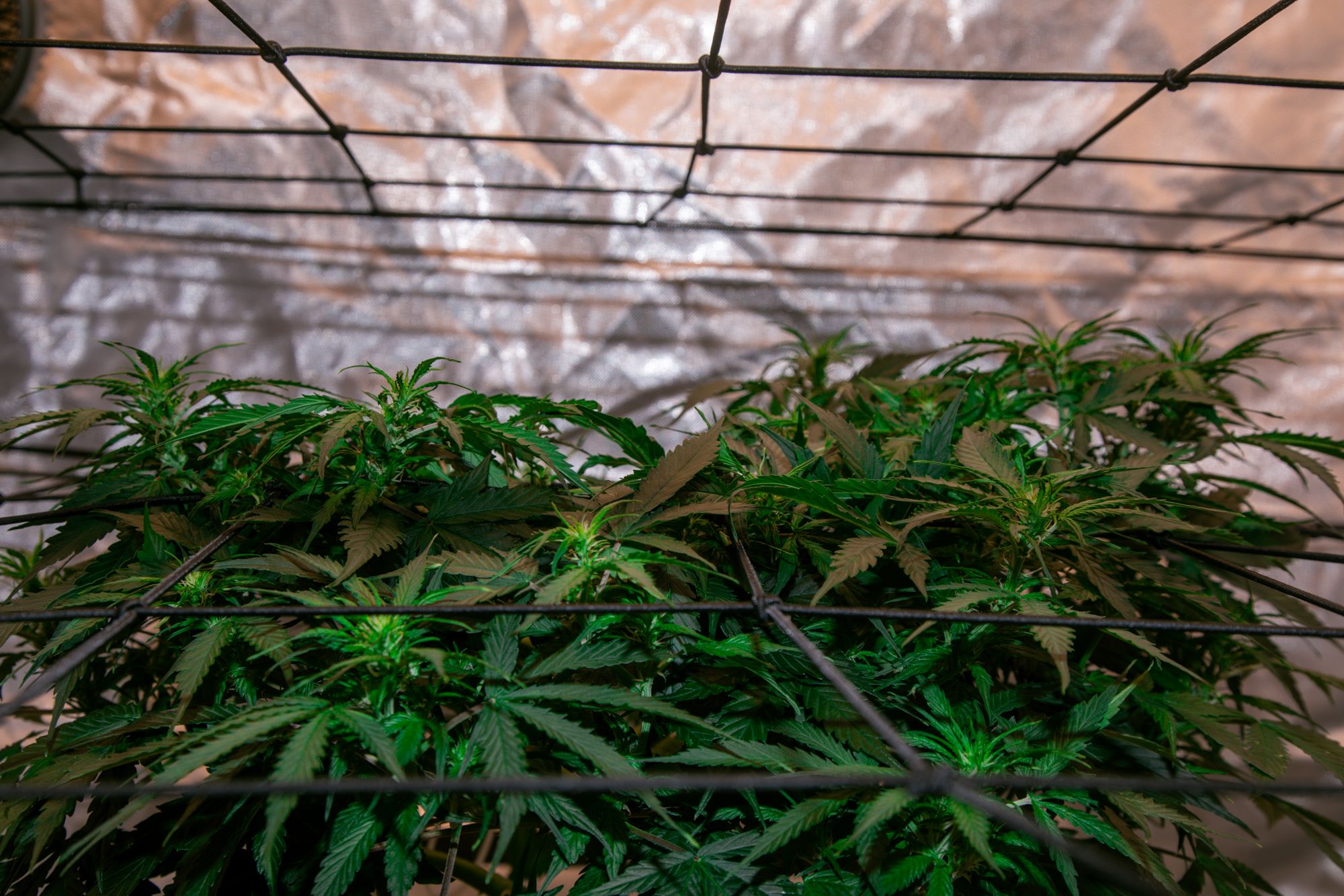 weed-6572.jpg