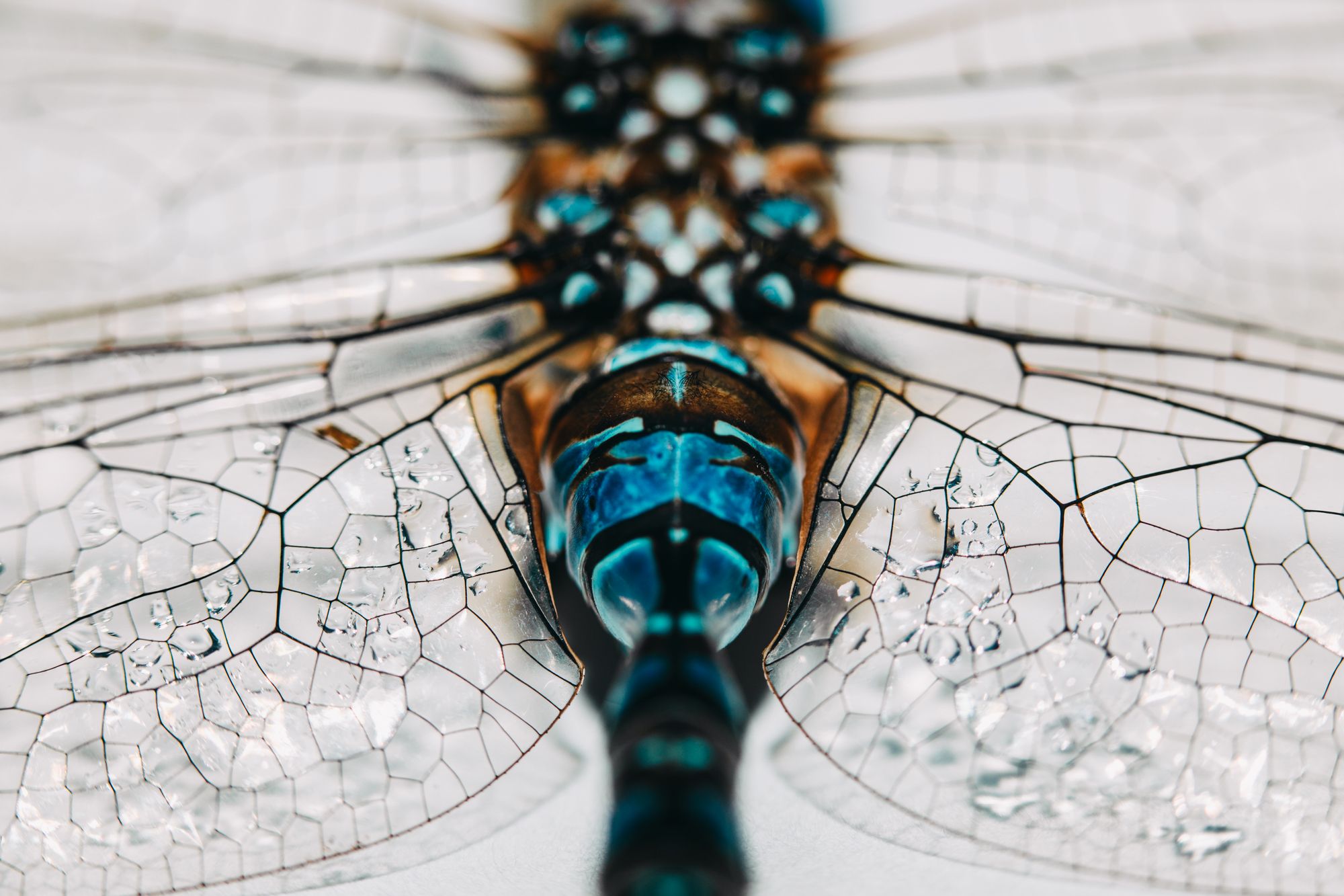 dragonflly-4562.jpg