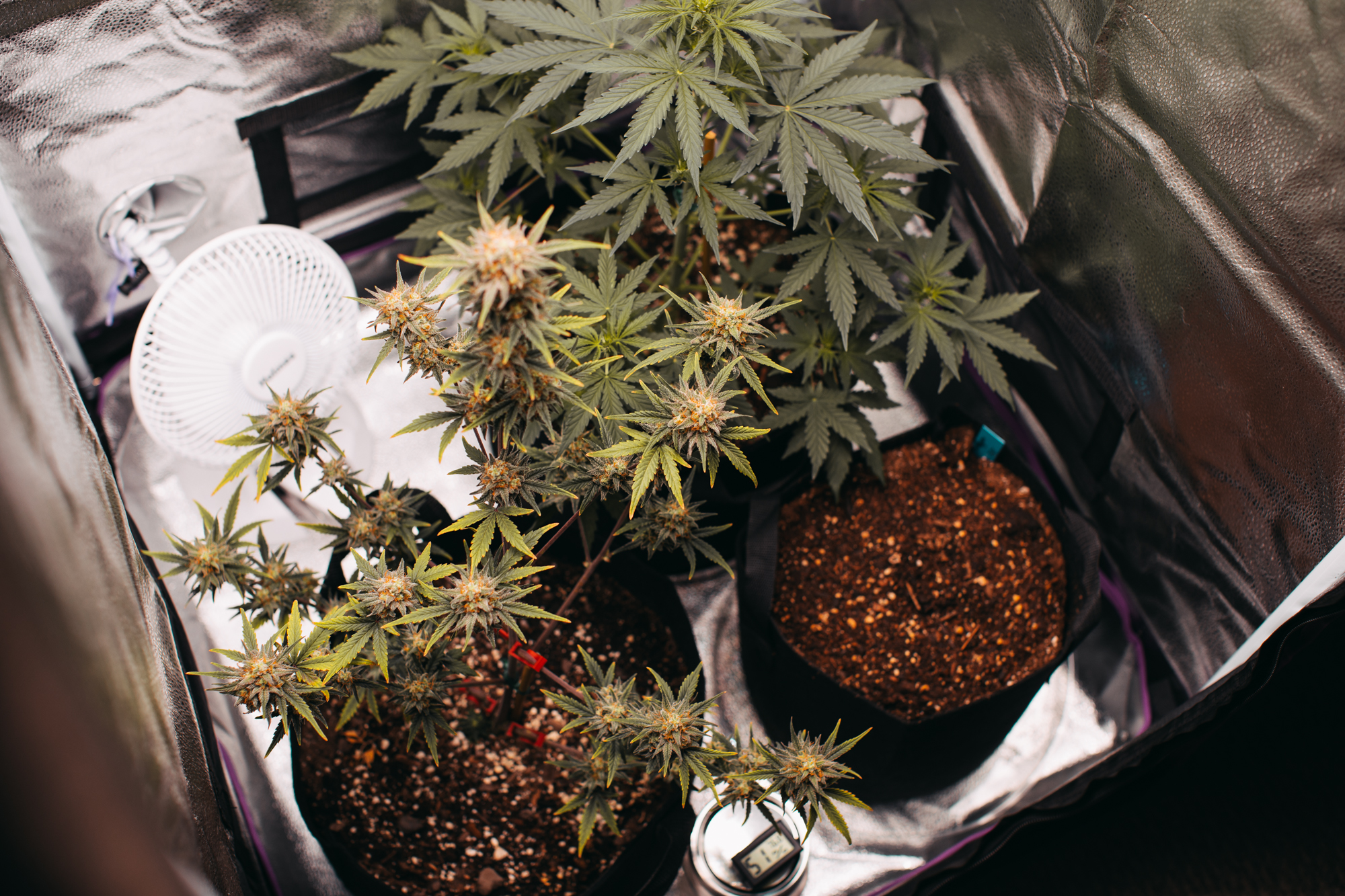 Weekly Grow Log #4