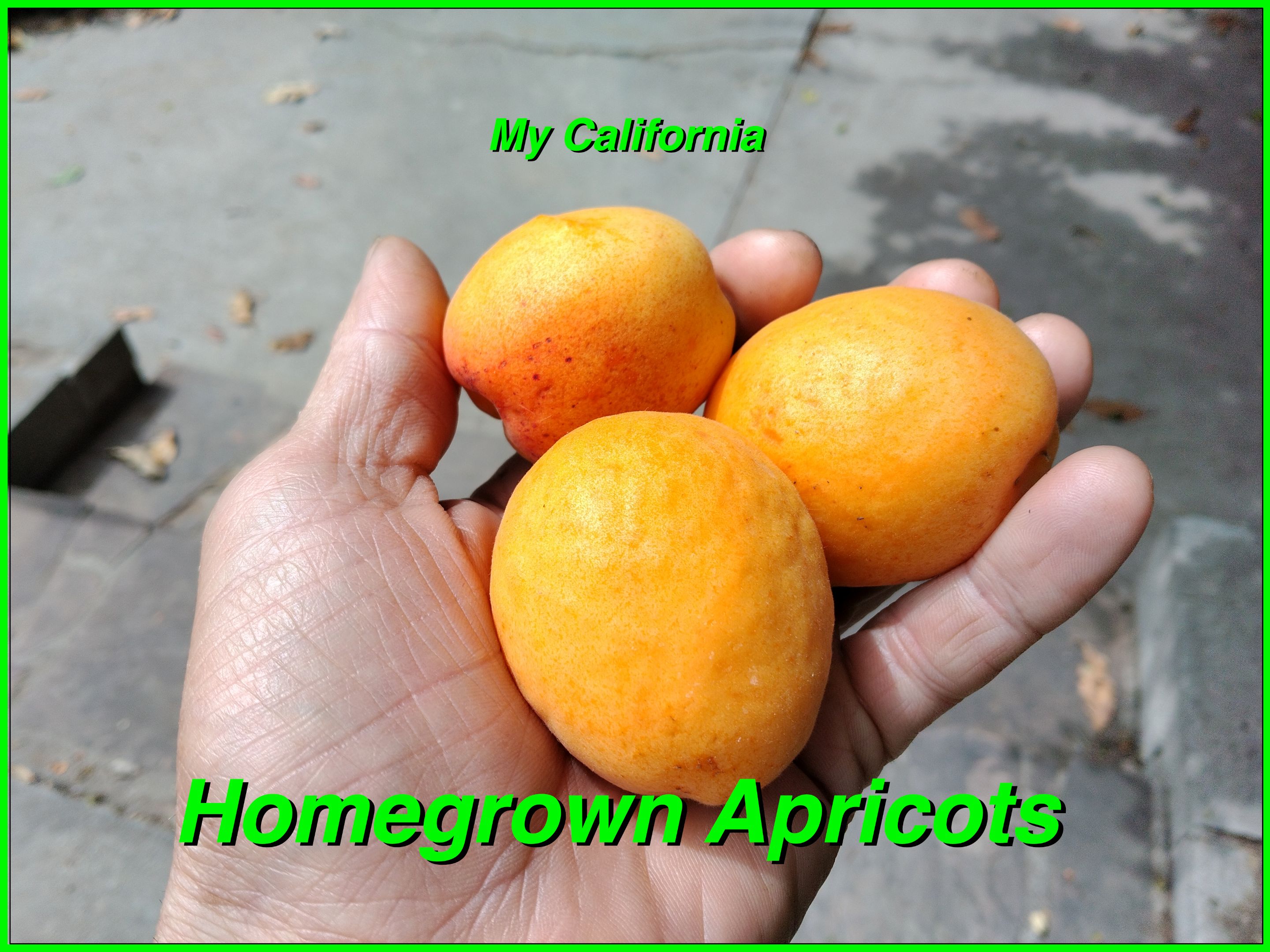 Apricots cover.jpg