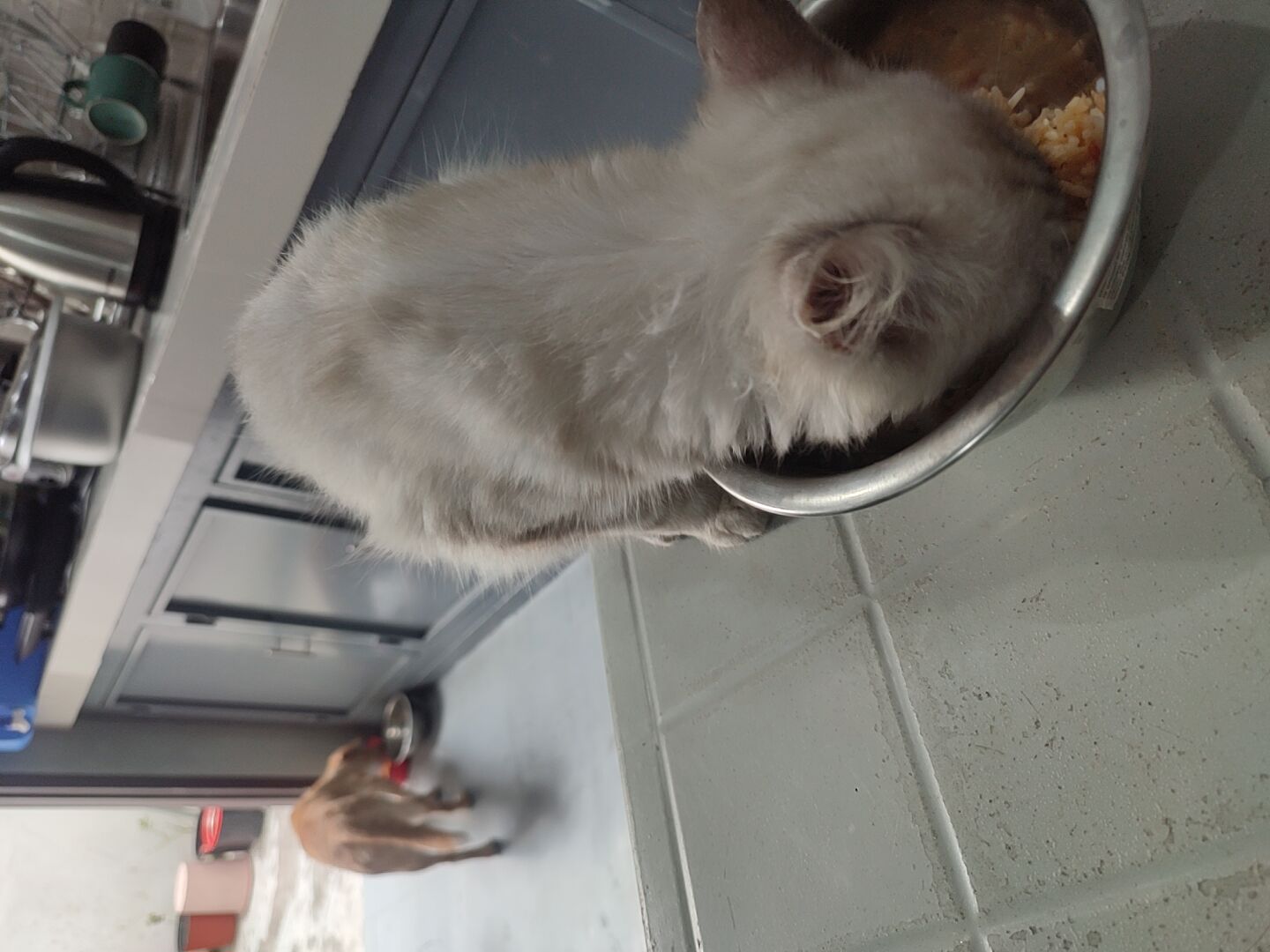 Pets.jpeg