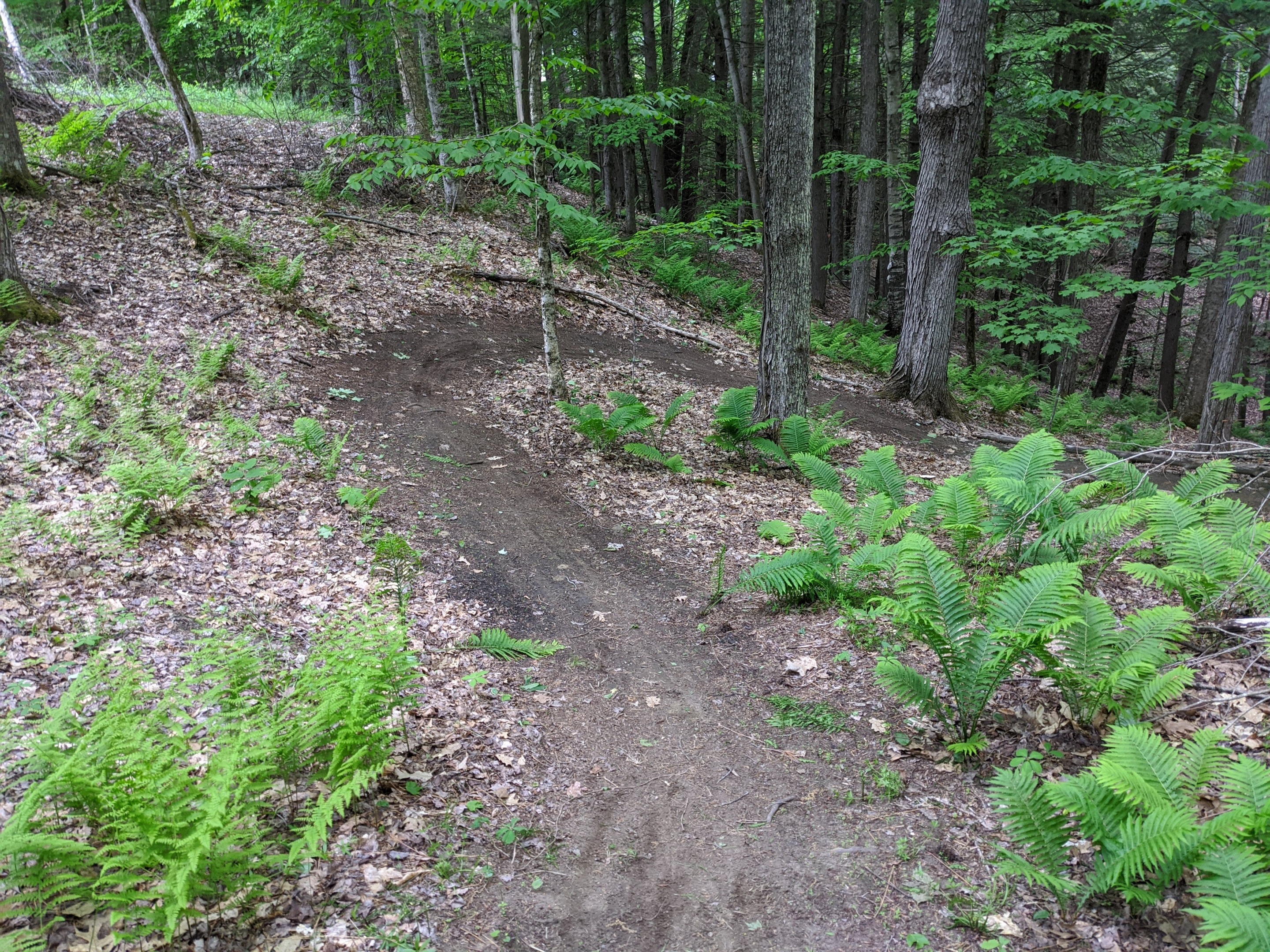 The mountain bike course winding through fern groves