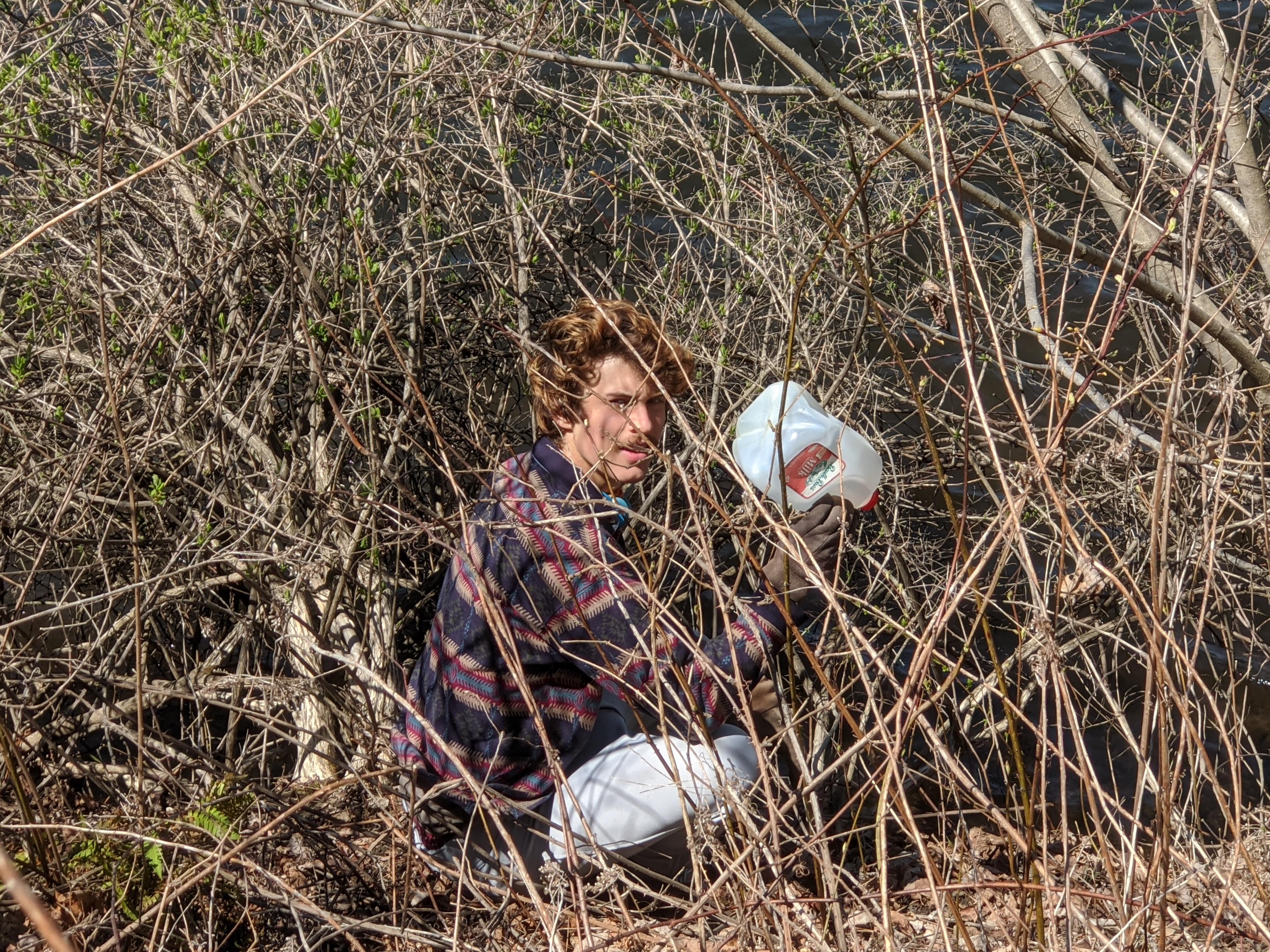 @jhimmel goes deep into a patch of Japanese Honeysuckle to pick up plastic litter.