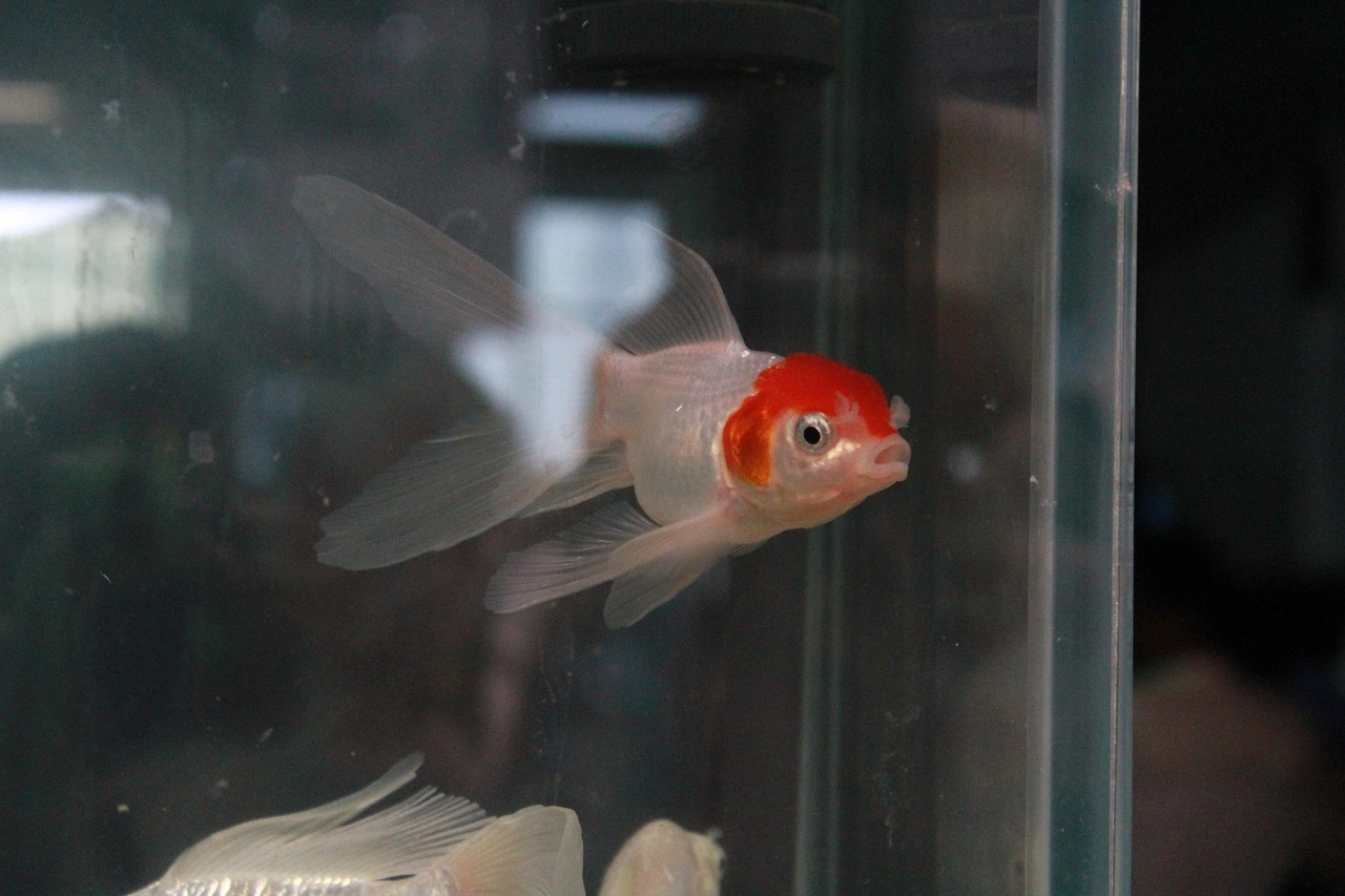 fish-390121_1280.jpg