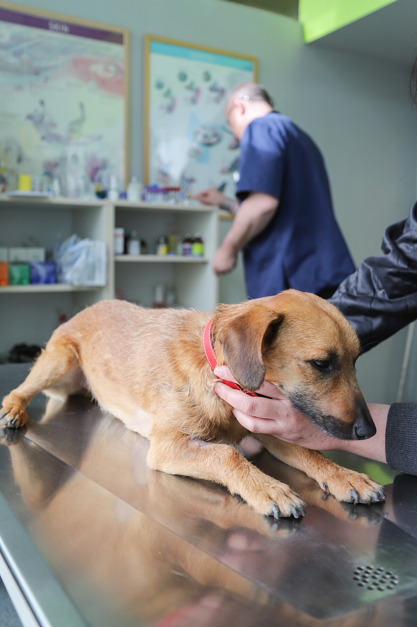 veterinarian-4906607_1280.jpg