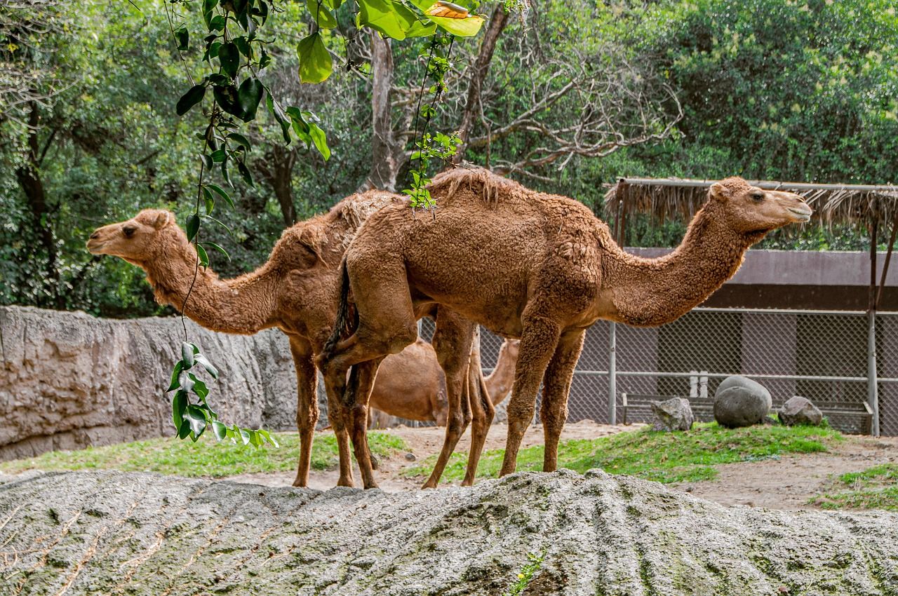 camels-4921186_1280.jpg