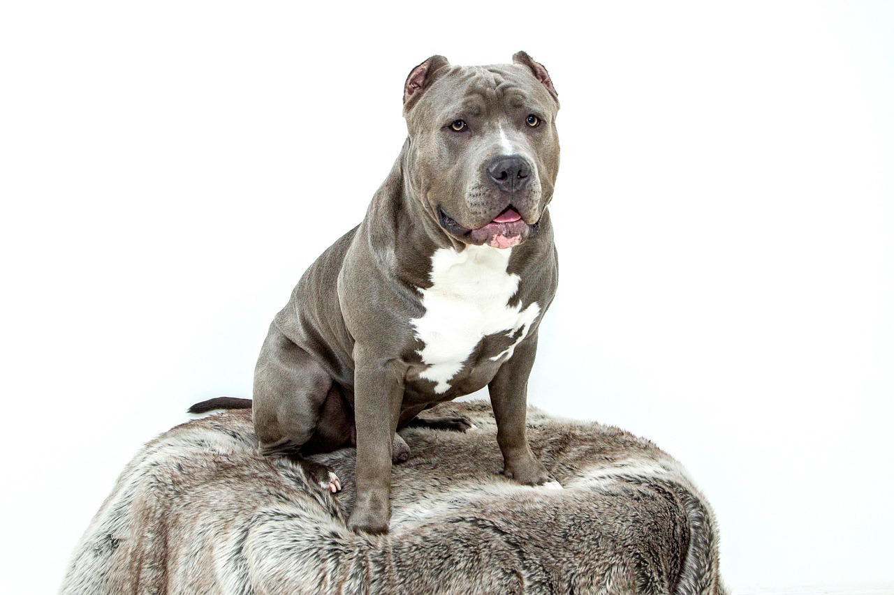 american-pit-bull-8096263_1280.jpg