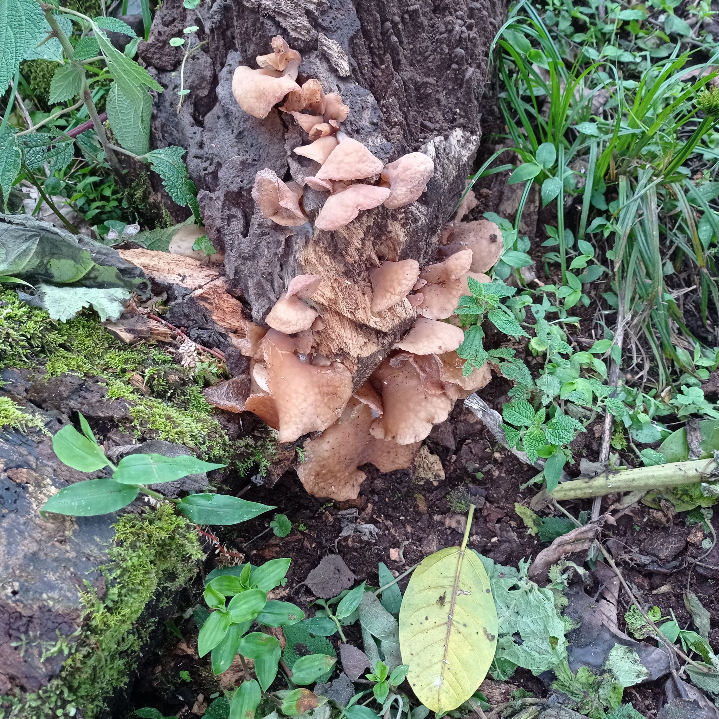 Hongo creciendo en tronco podrido