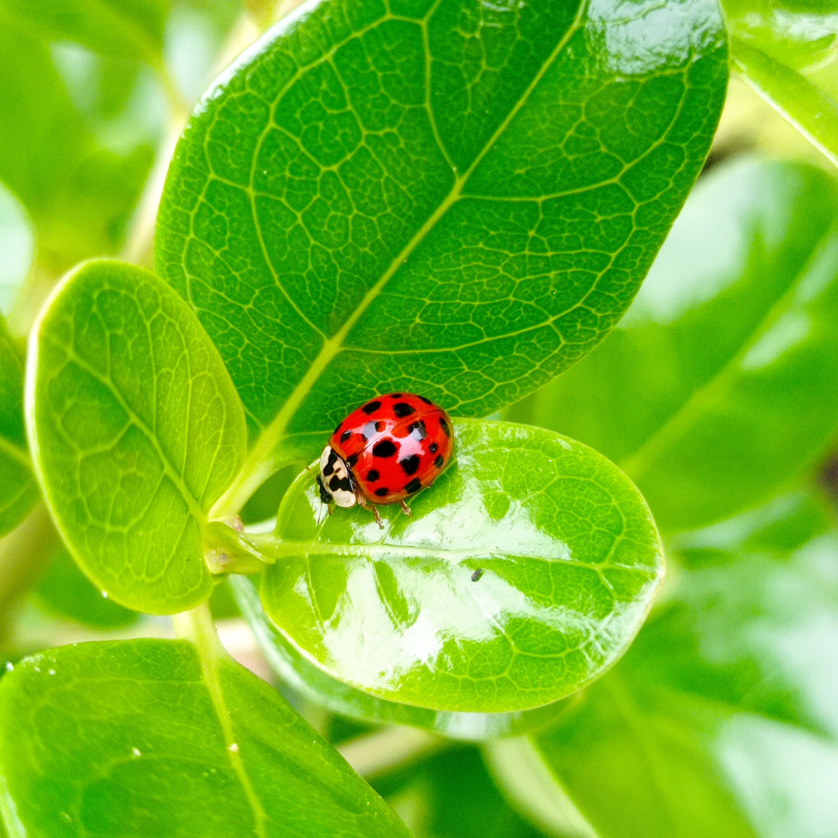 Mariquita - Ladybug