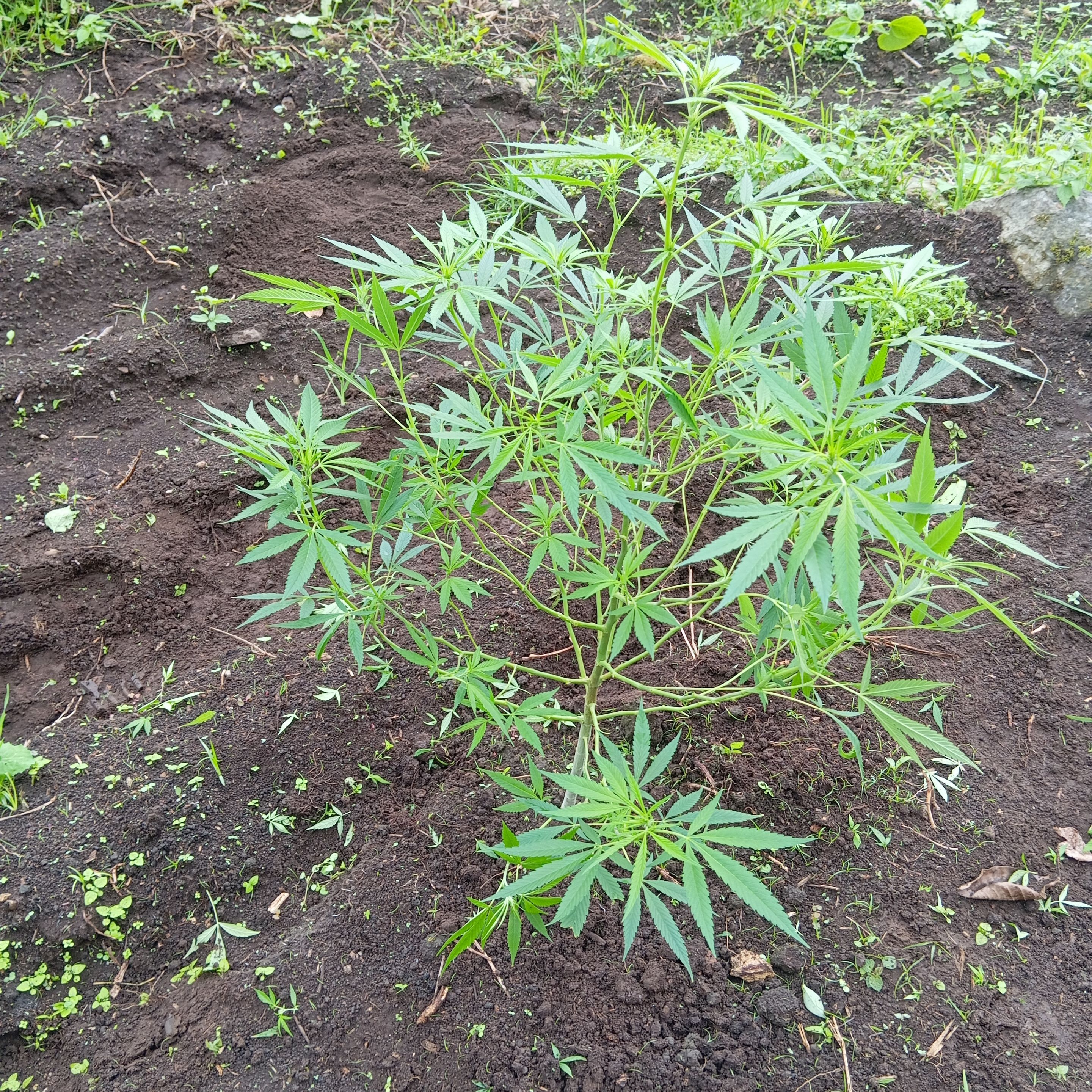 Plant after pruning - Planta después de la poda