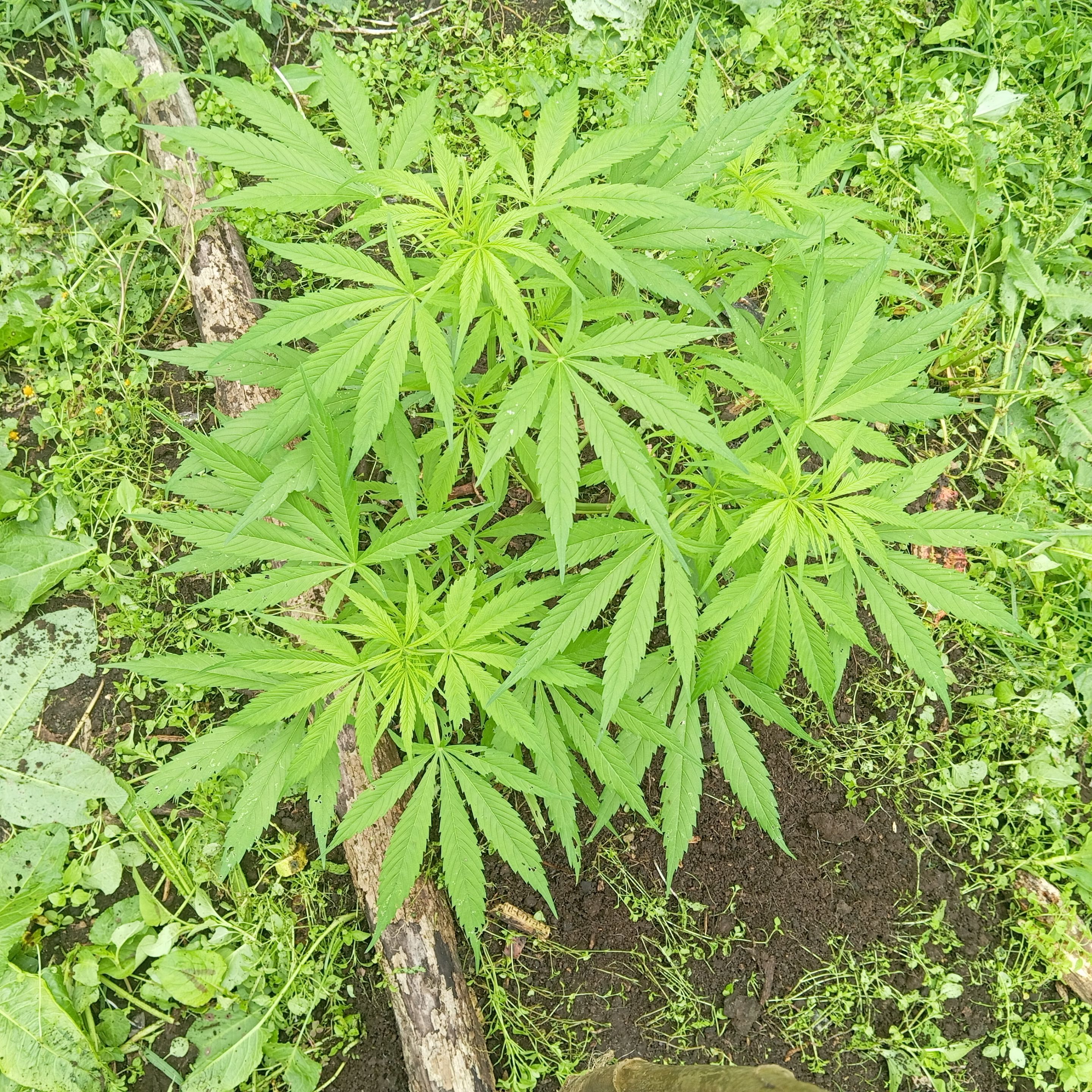 Beautiful 10-week-old plant - Hermosa planta de 10 semanas