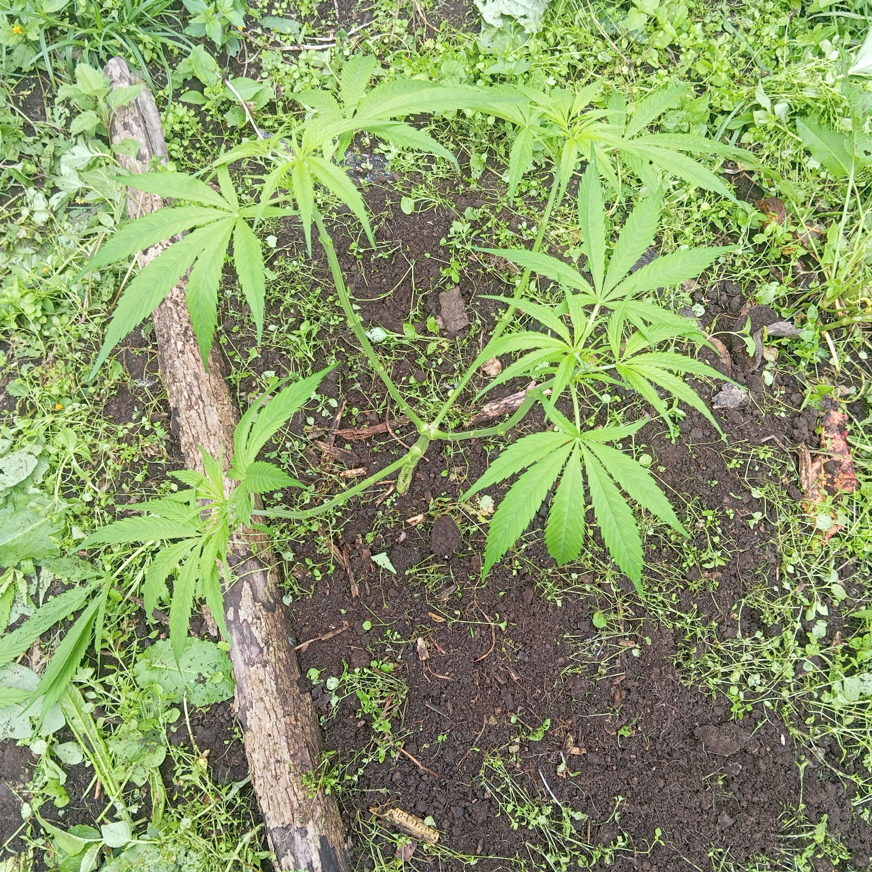 After pruning - Después de poda