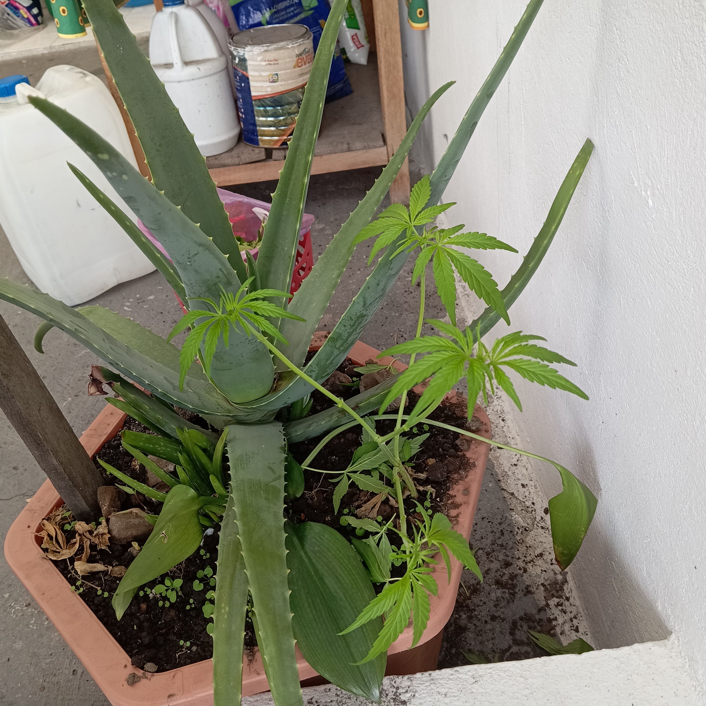 sharing substrate with aloe vera - compartiendo sustrato con Sábila