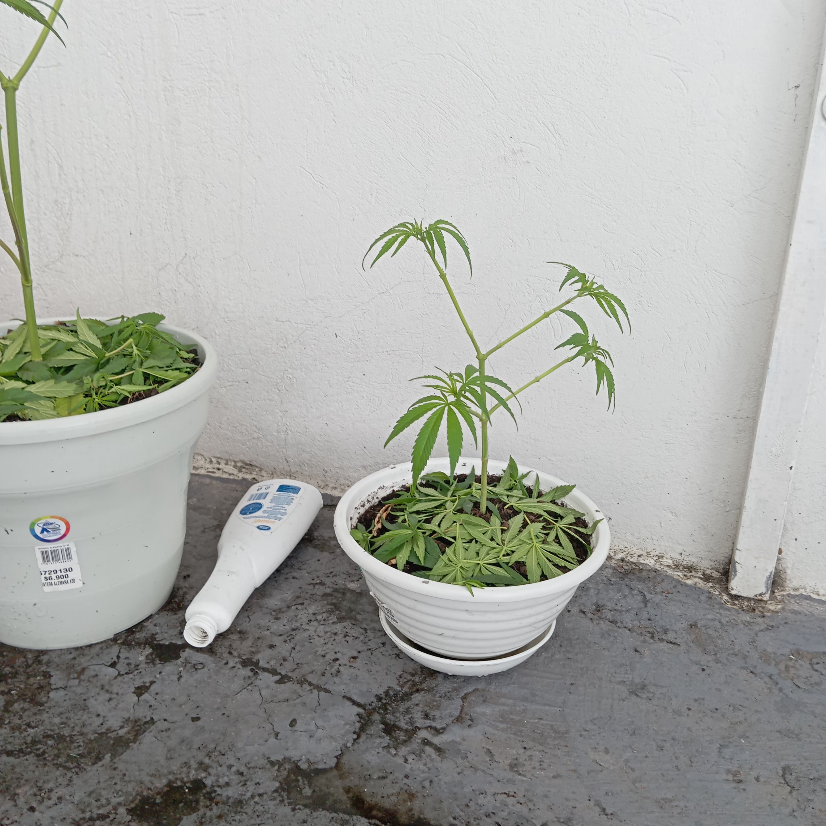 In a 12-liter container - En contenedor de 12 litros