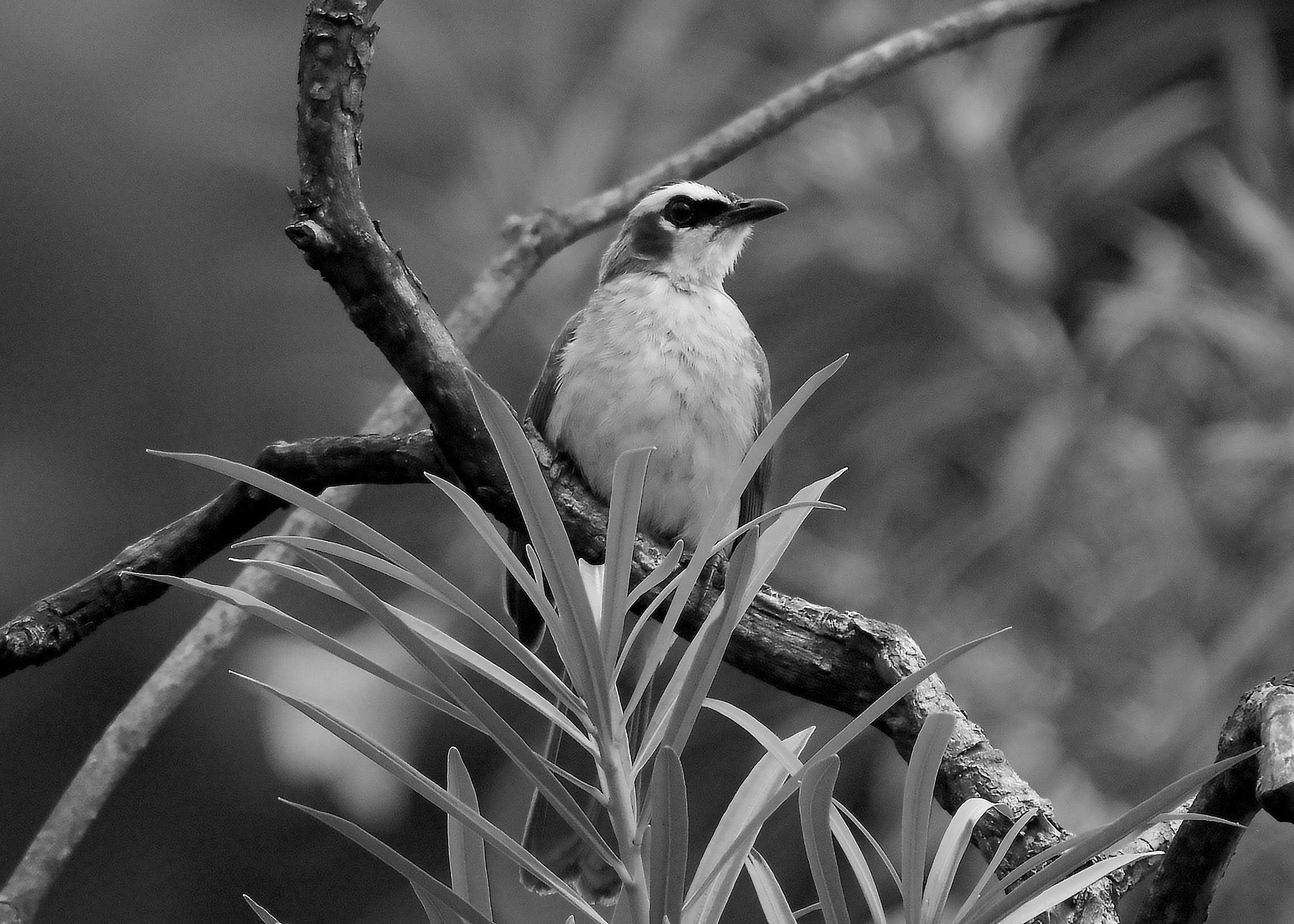 DSC_4068.jpg