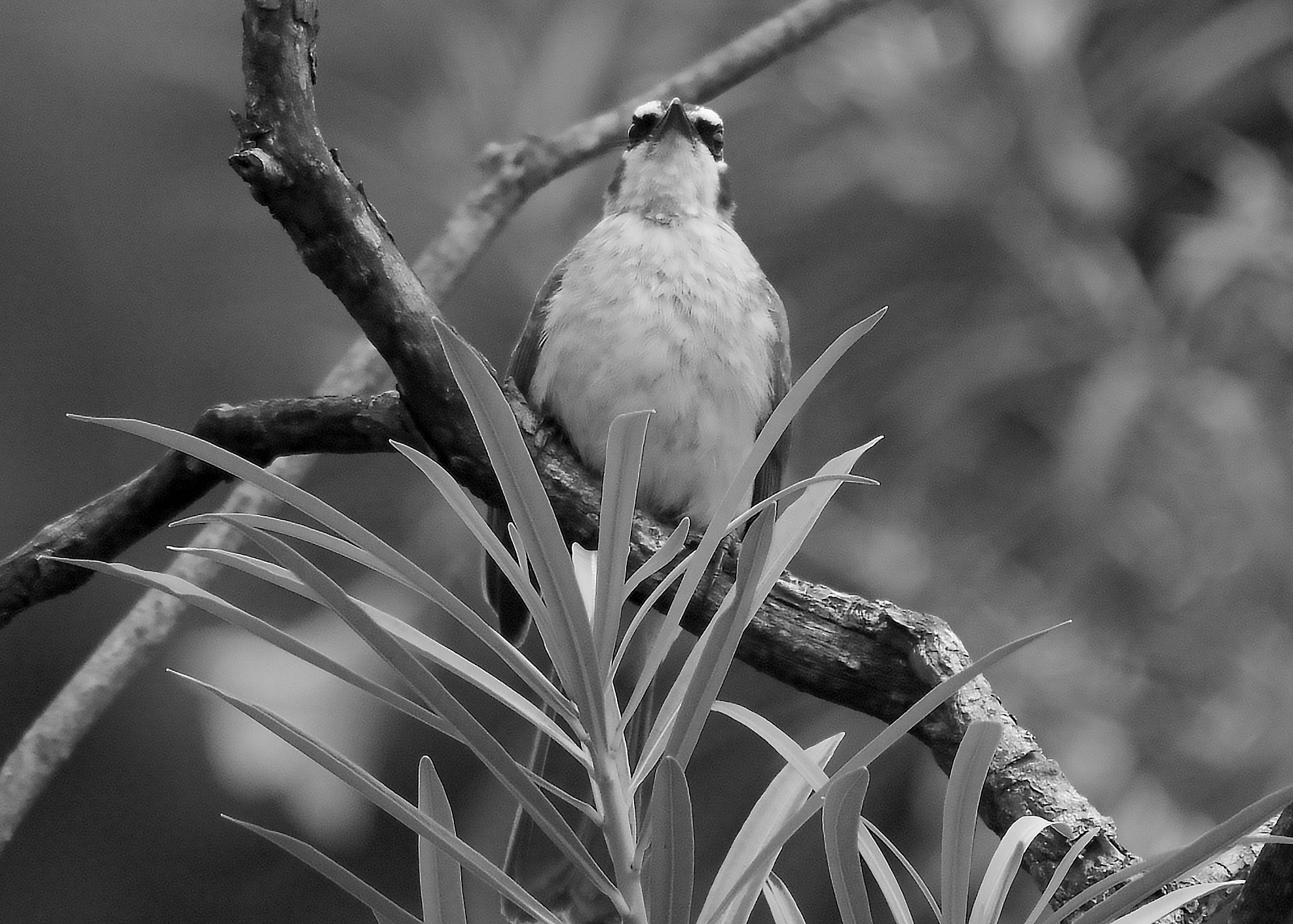 DSC_4071.jpg