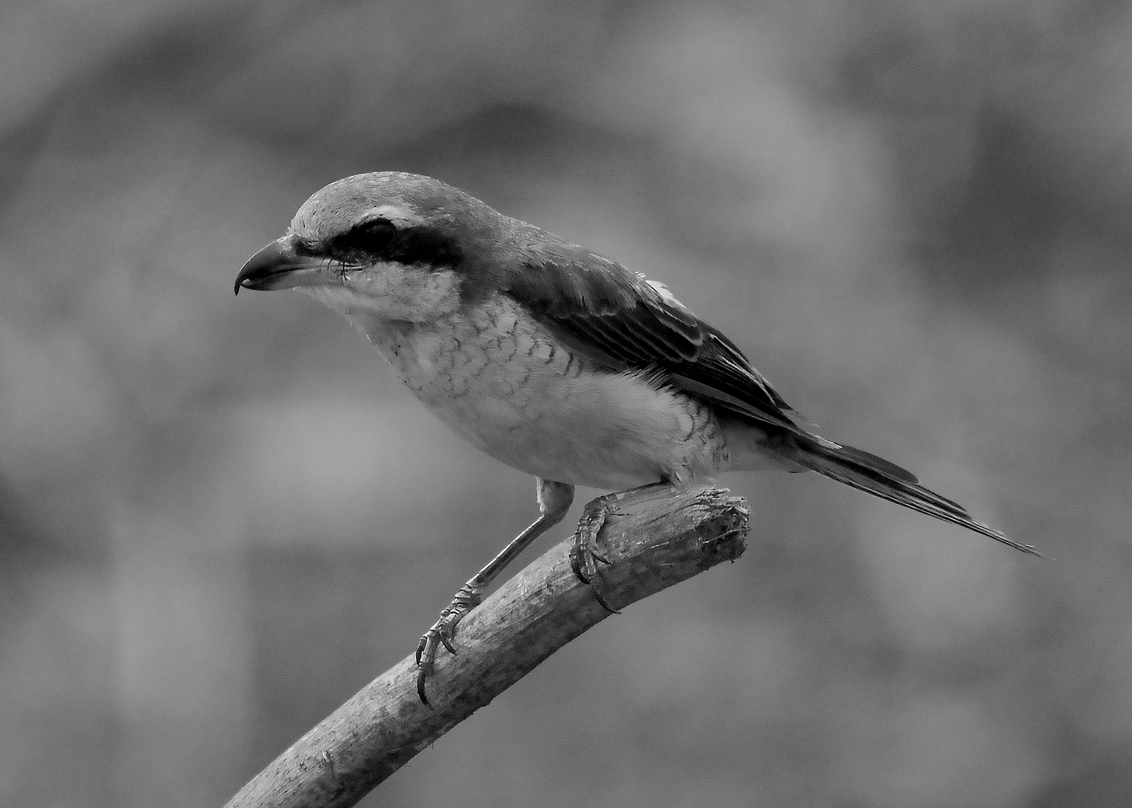 DSC_4371.jpg