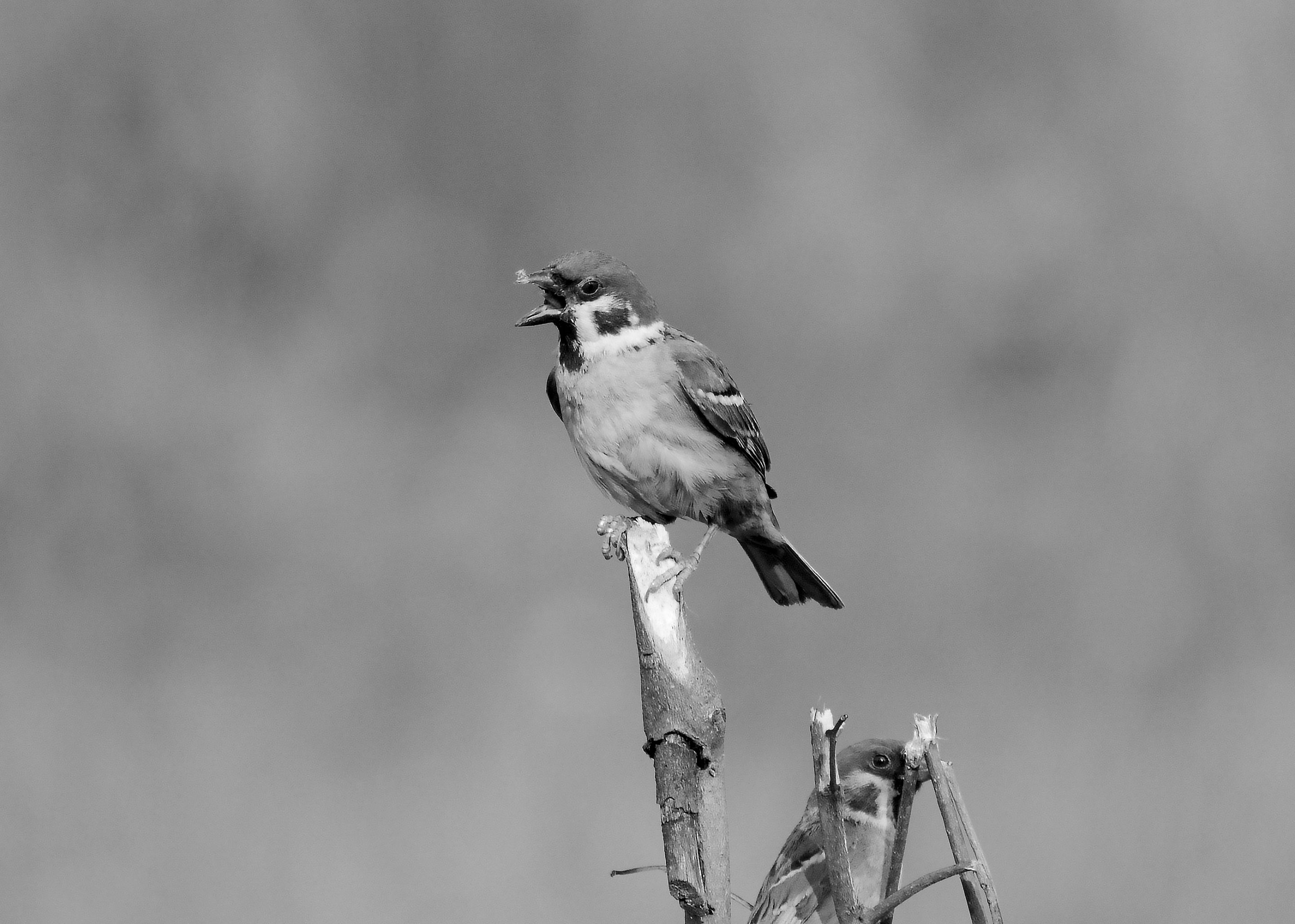 DSC_7383.jpg
