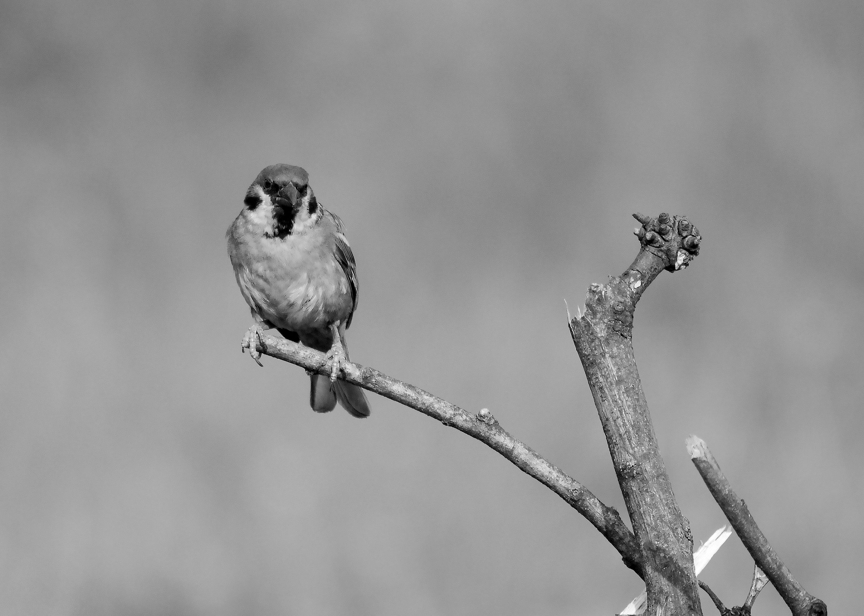 DSC_7354.jpg