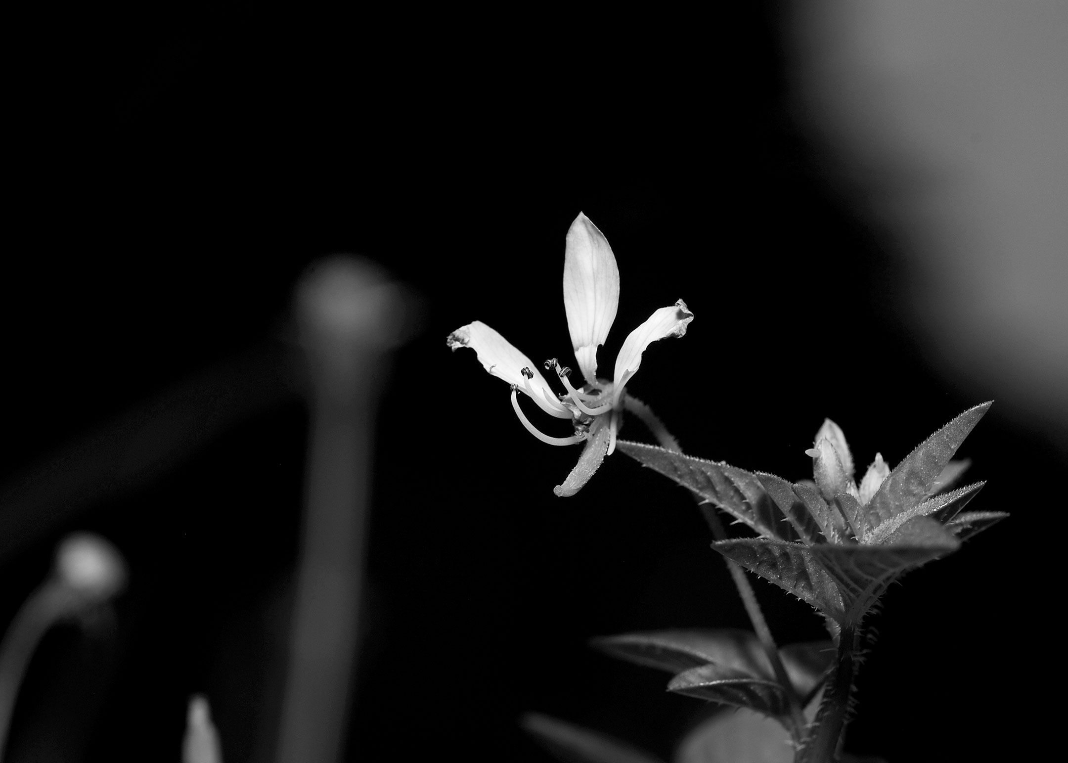 DSC_8794.jpg