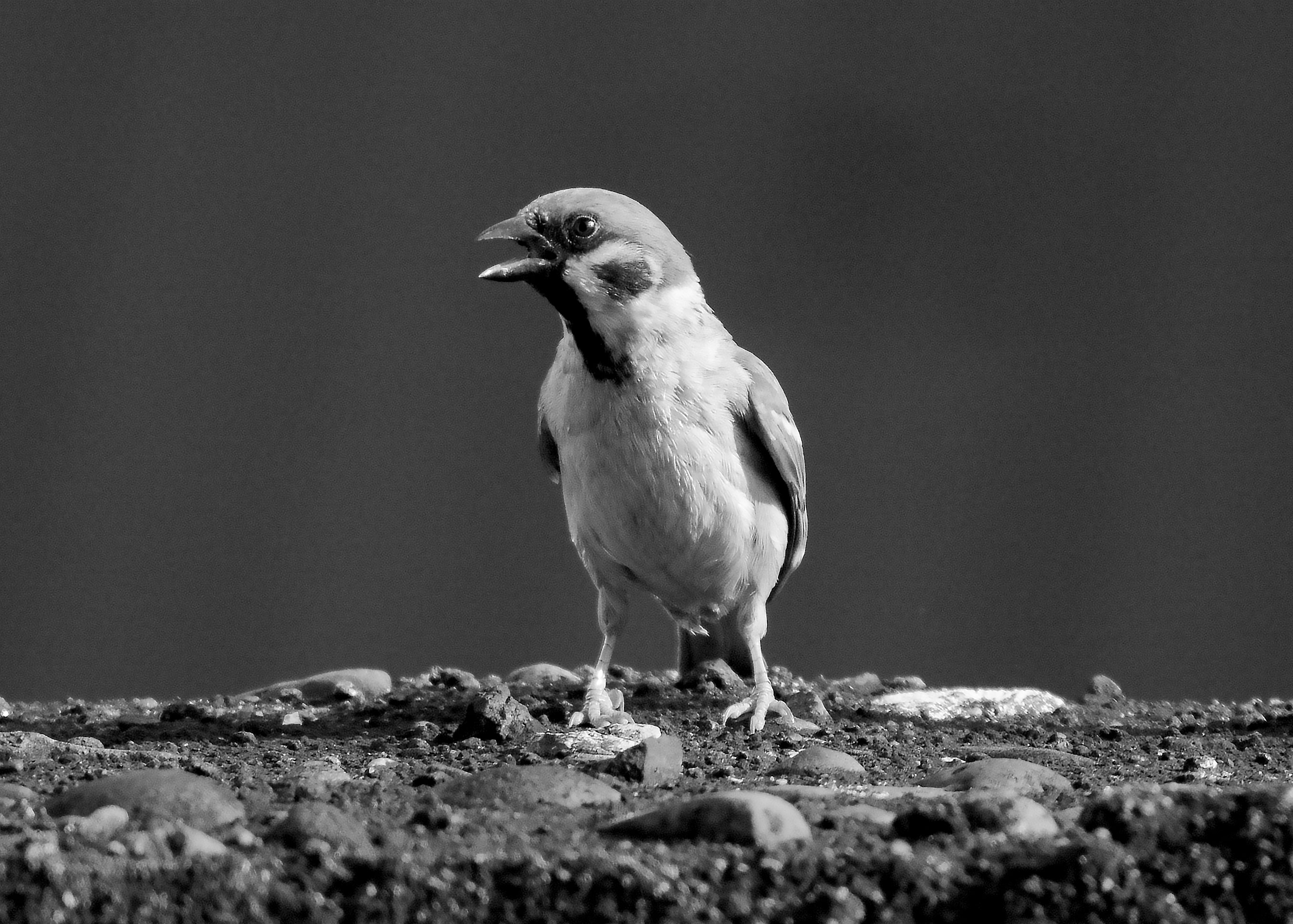 DSC_6962.jpg