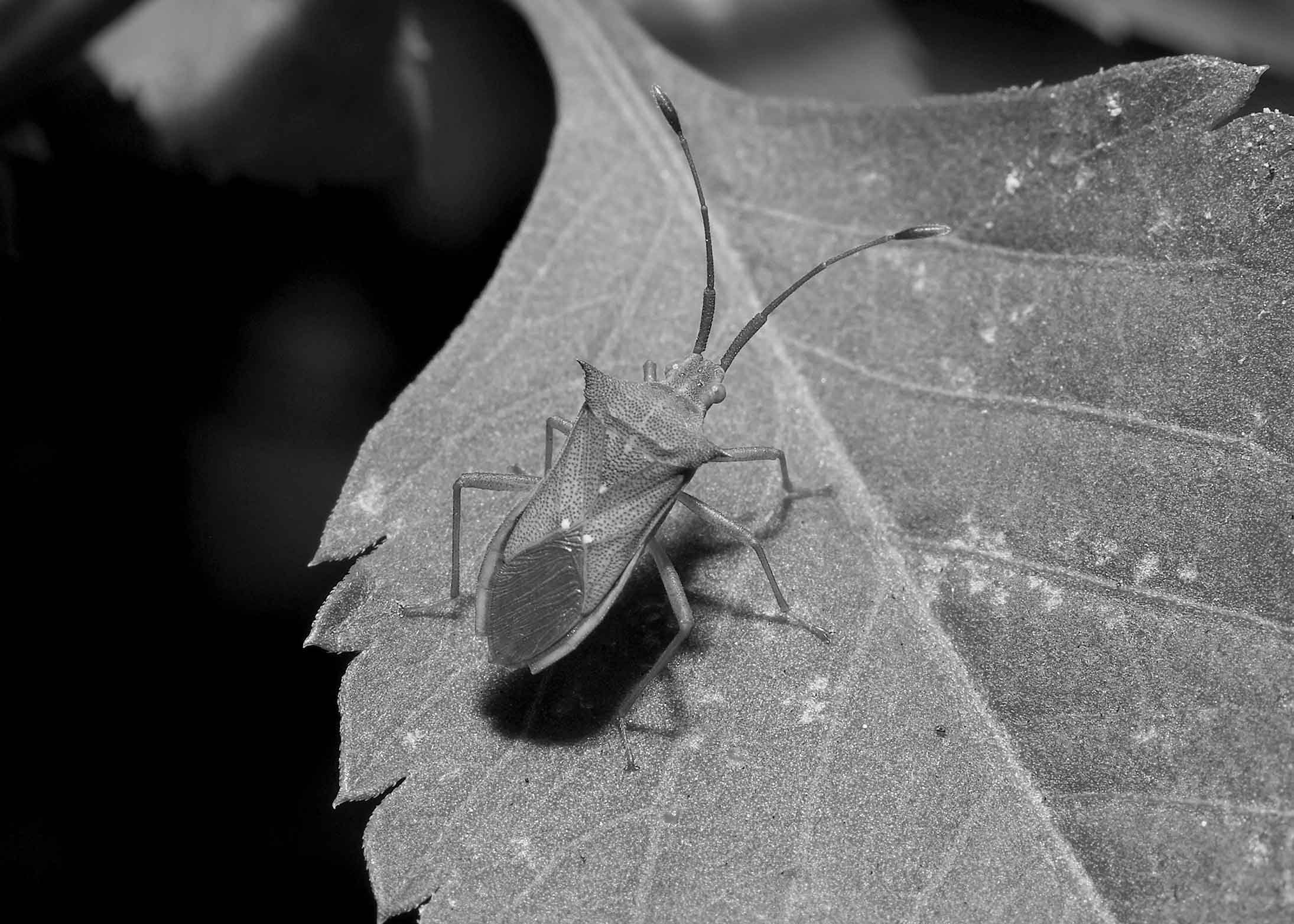 DSC_6947.jpg