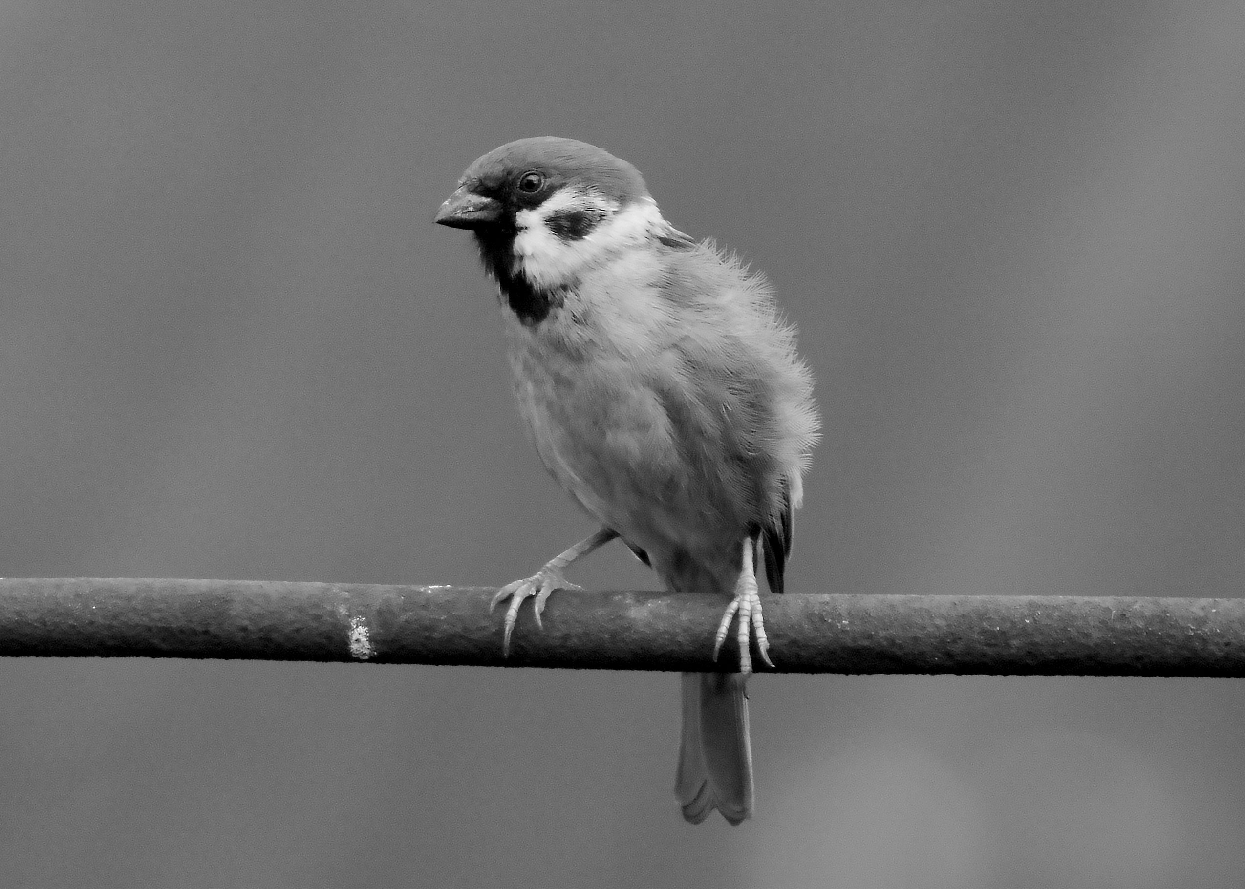 DSC_6501.jpg
