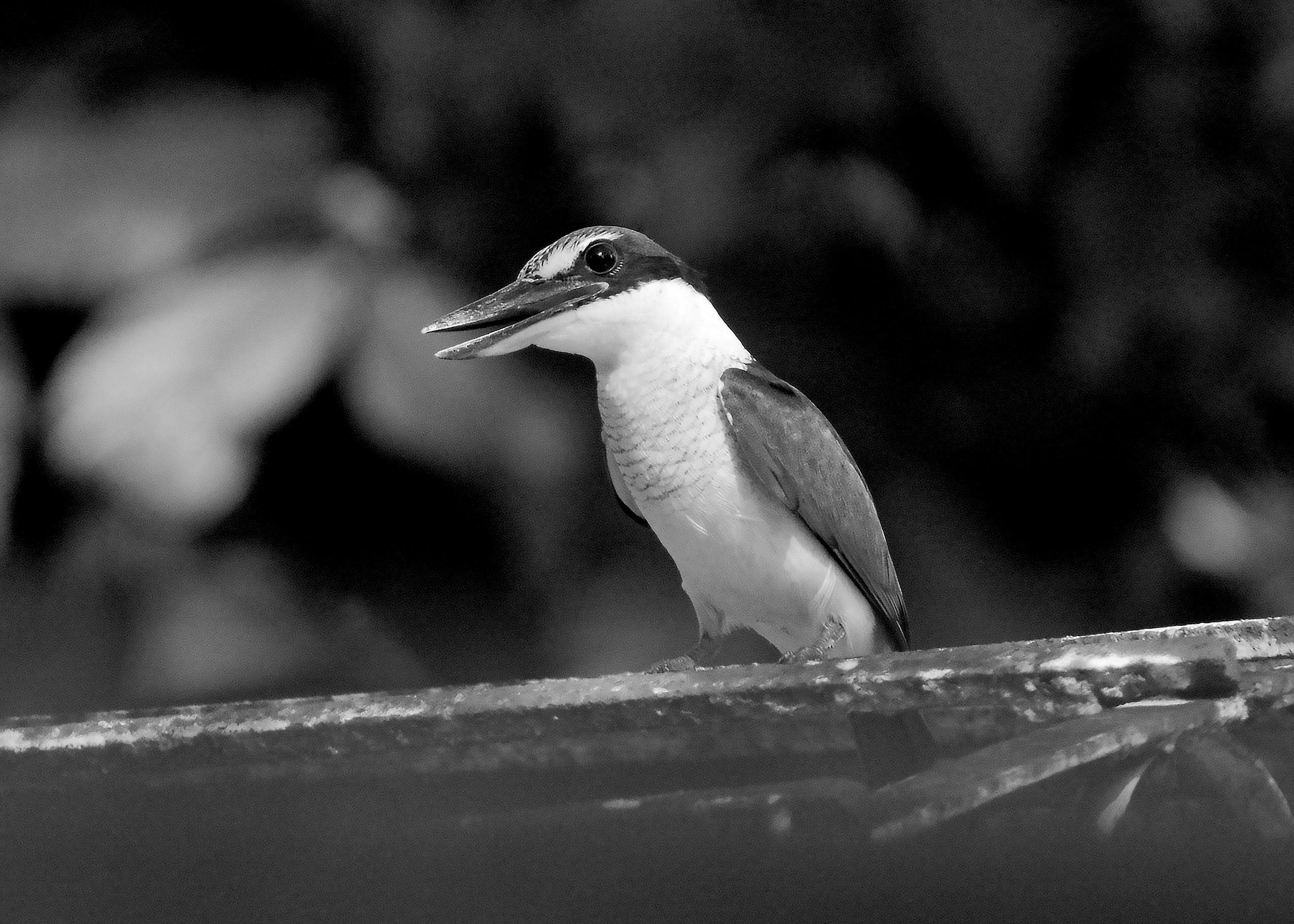 DSC_6960.jpg