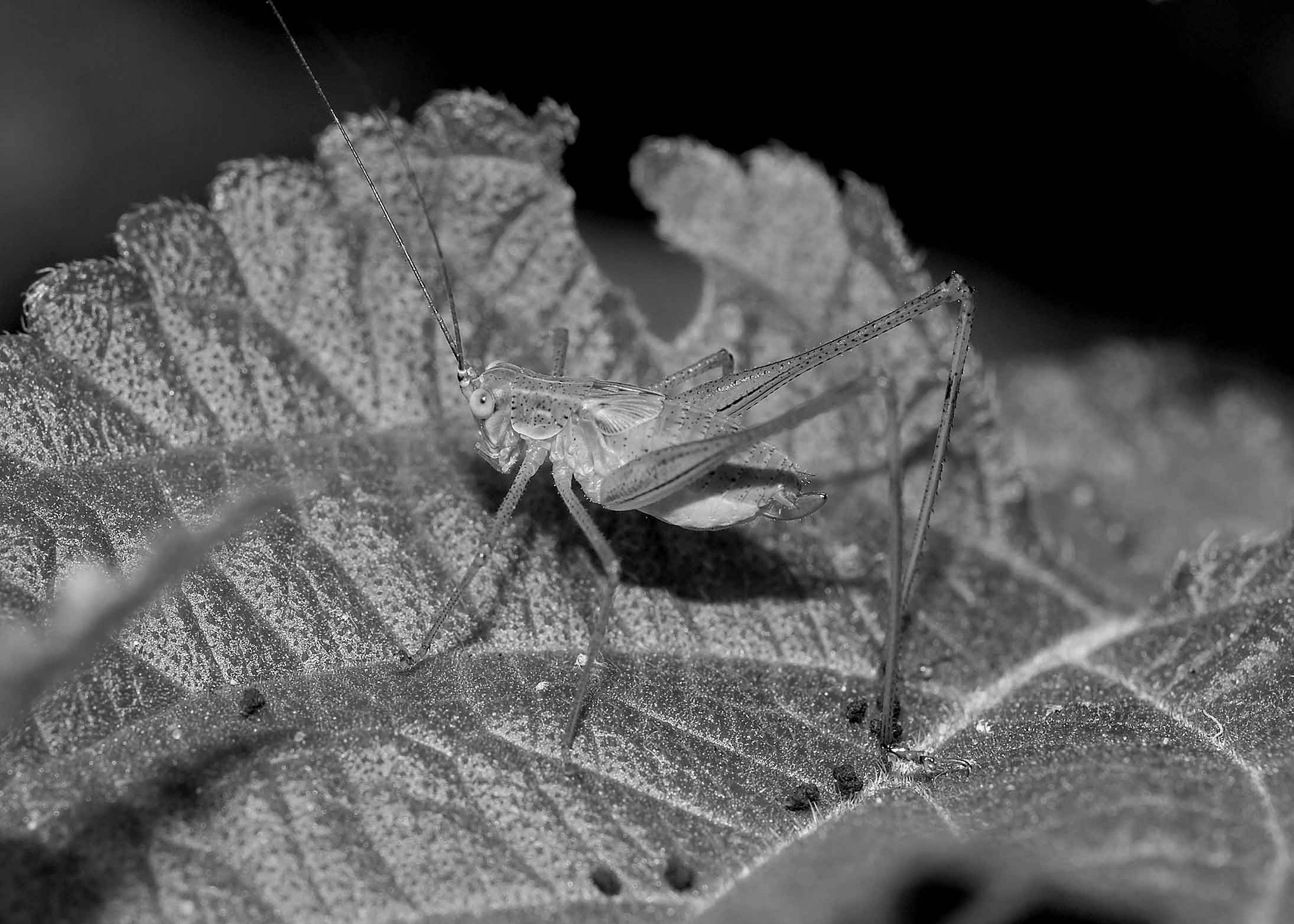DSC_3242.jpg