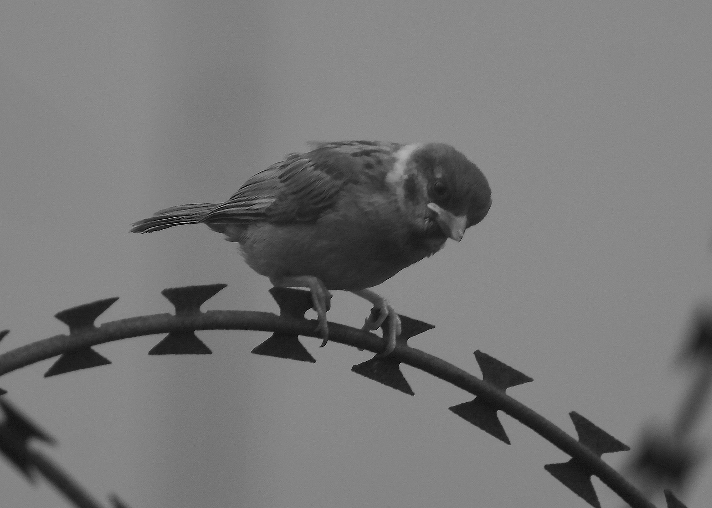 DSC_3858_01.jpg