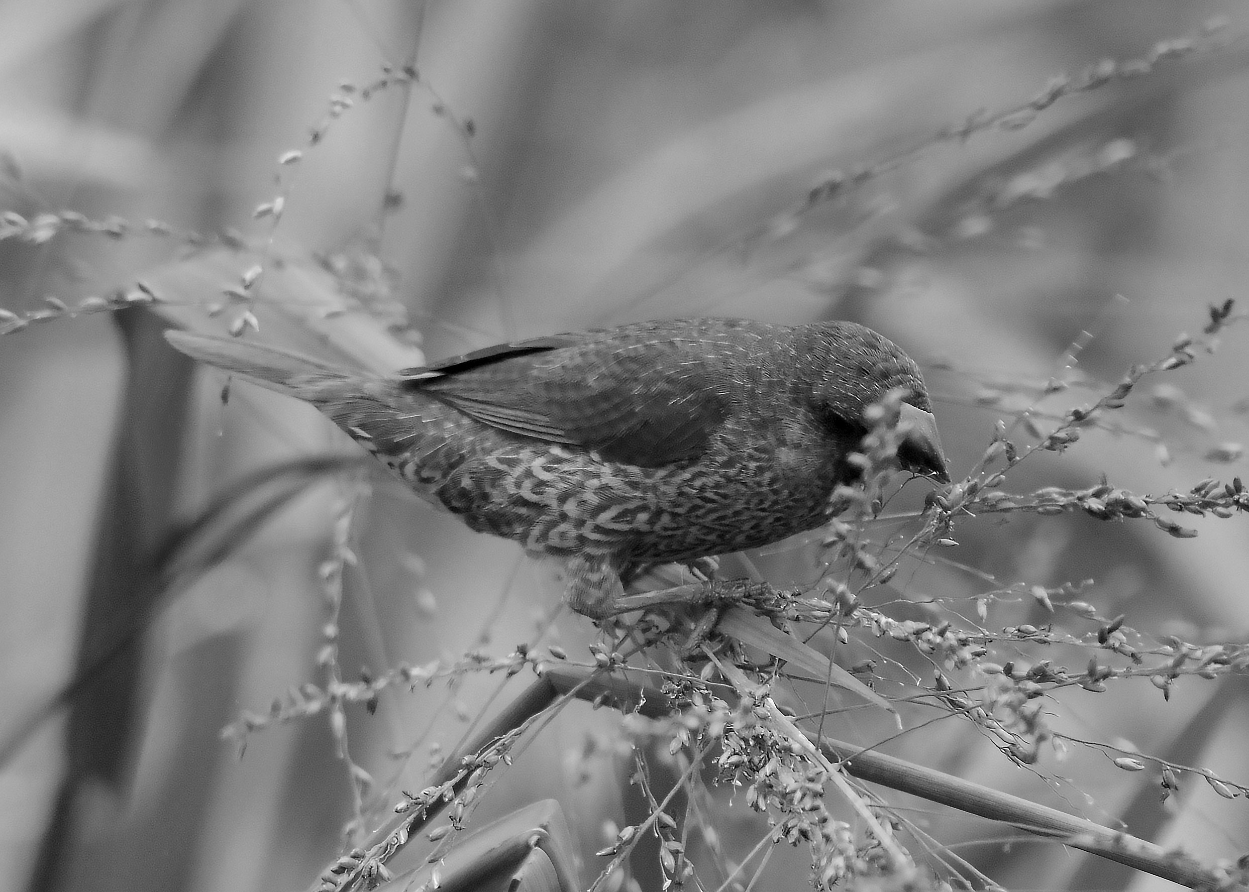 DSC_7353.jpg