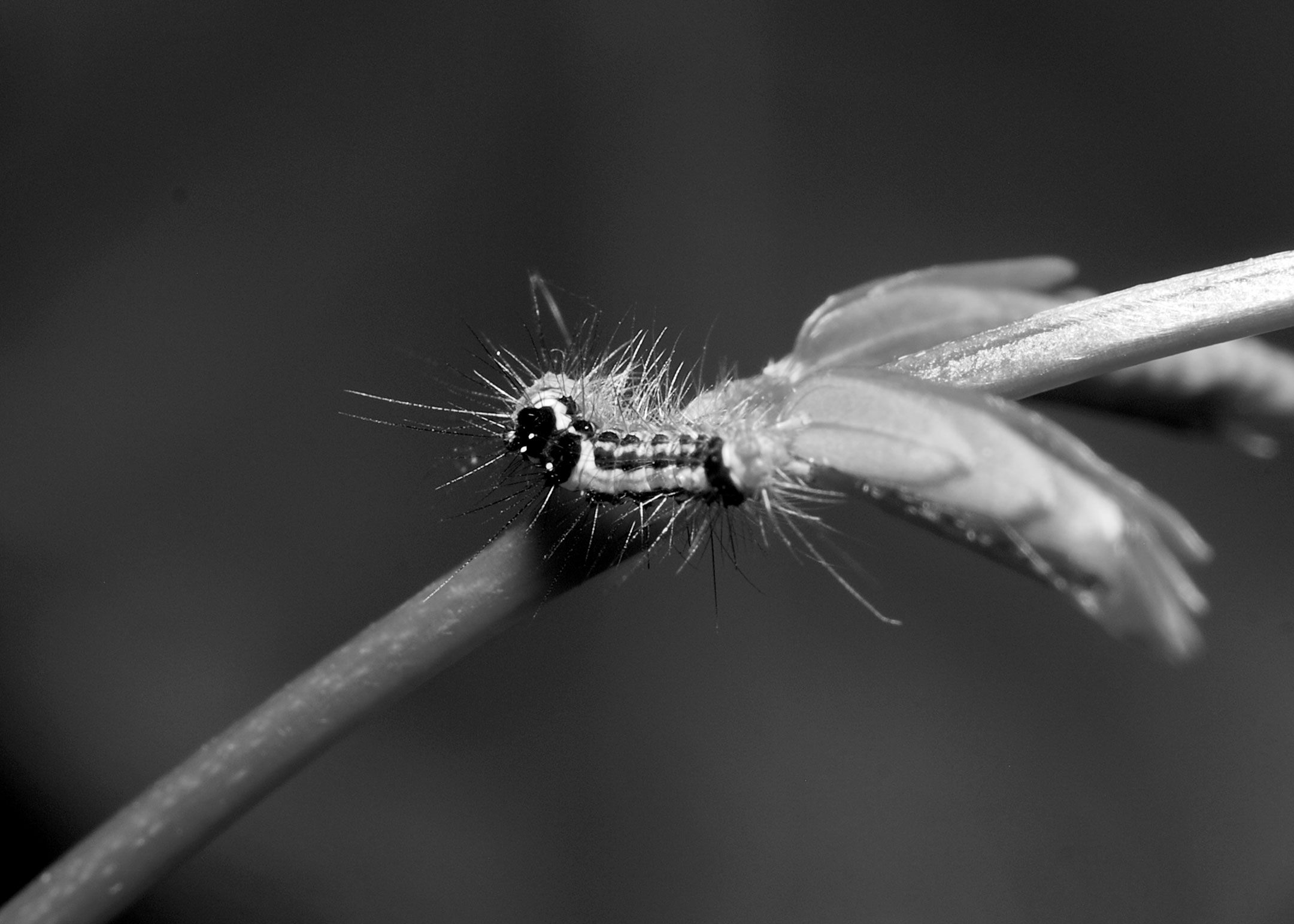 DSC_8964.jpg