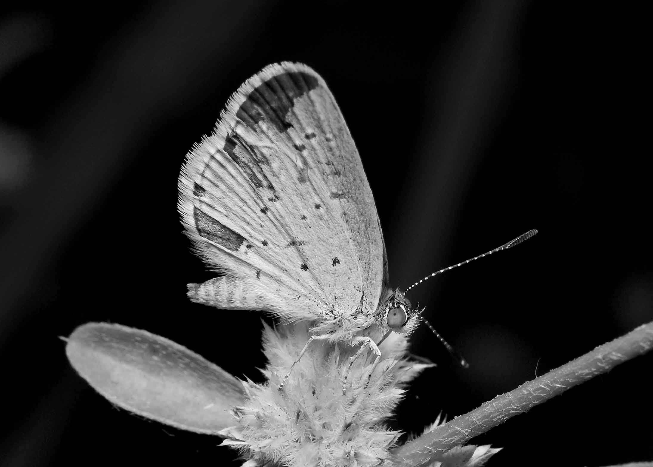 DSC_3301.jpg