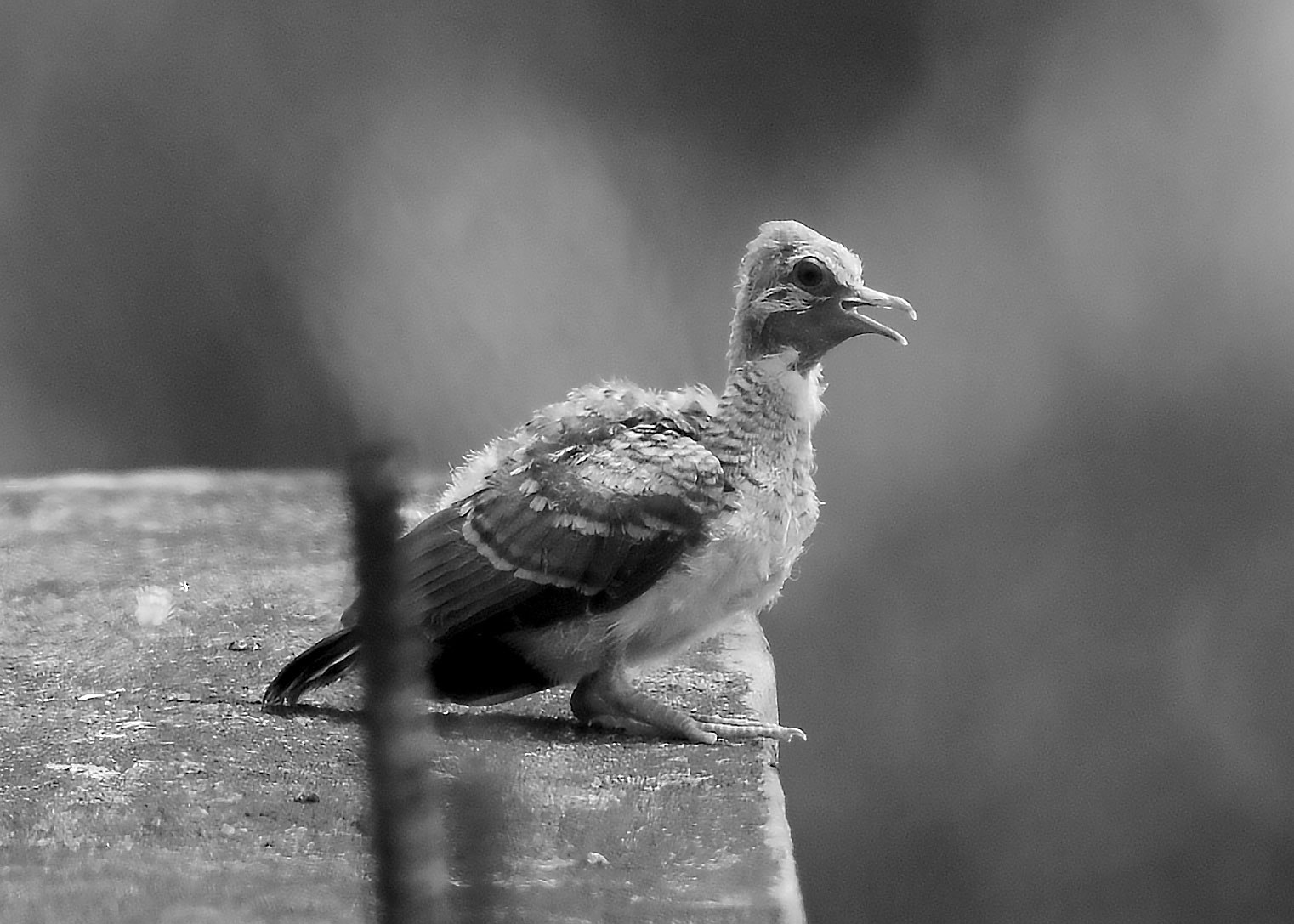 DSC_7734.jpg
