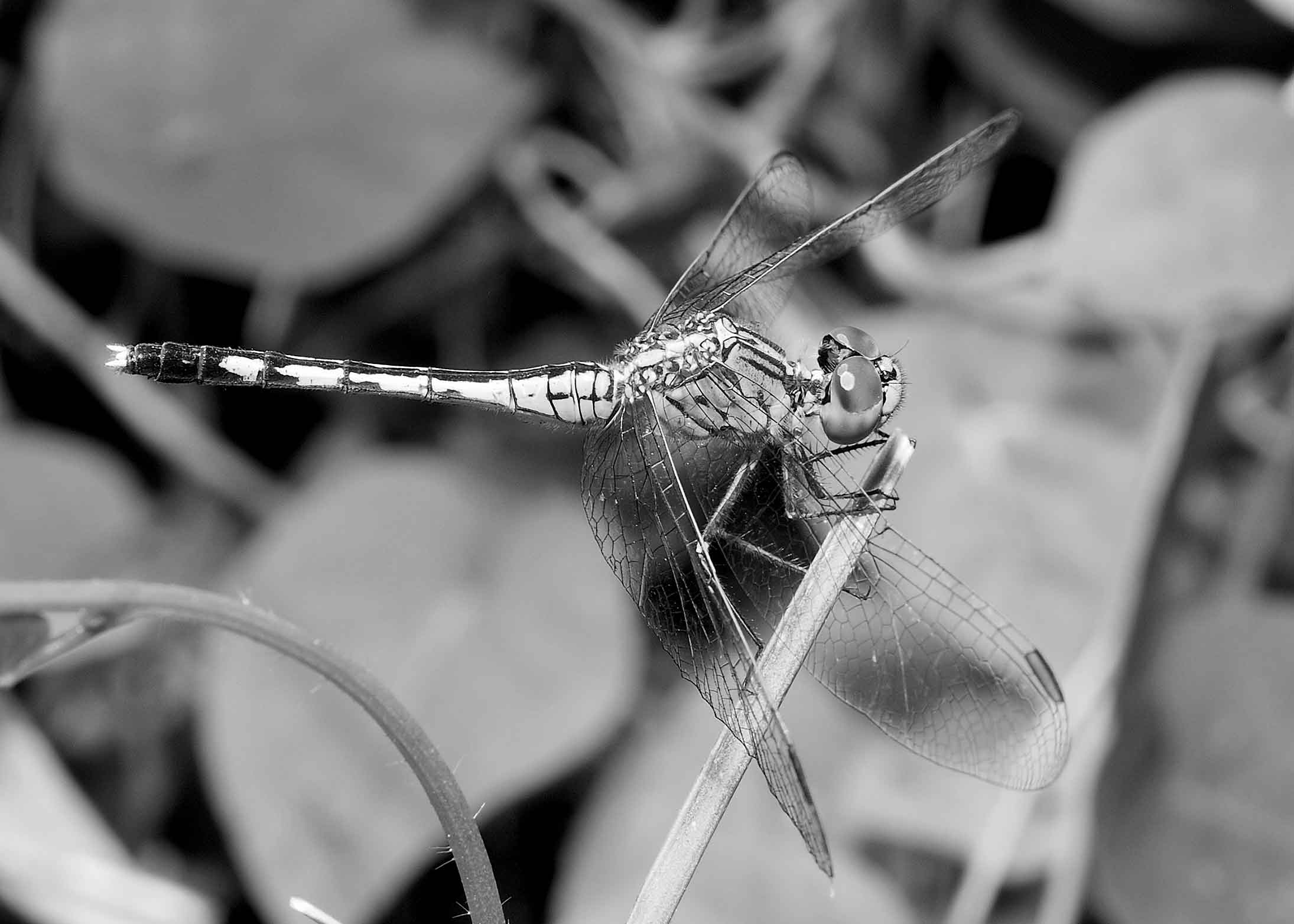 DSC_8885.jpg