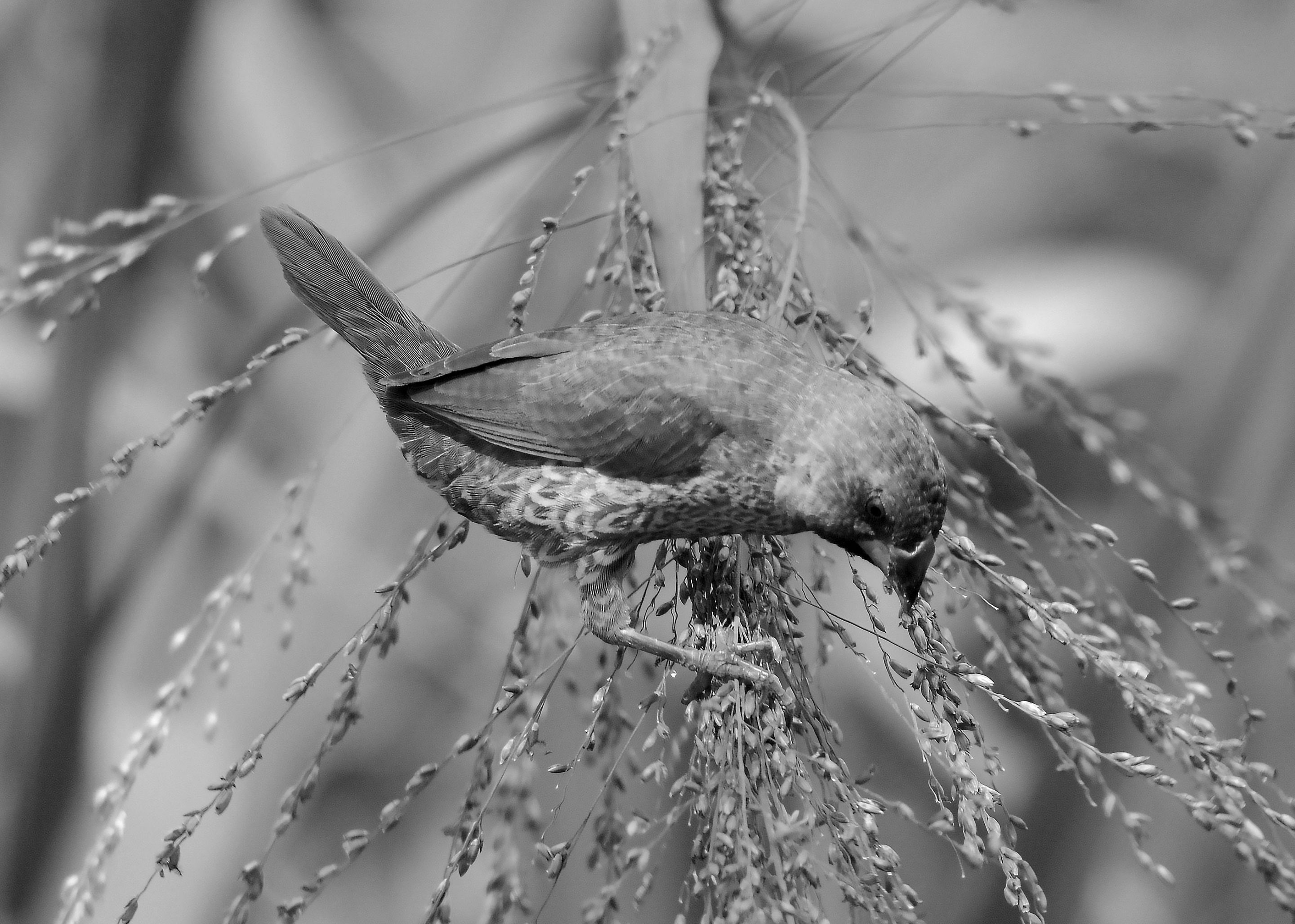 DSC_7326.jpg