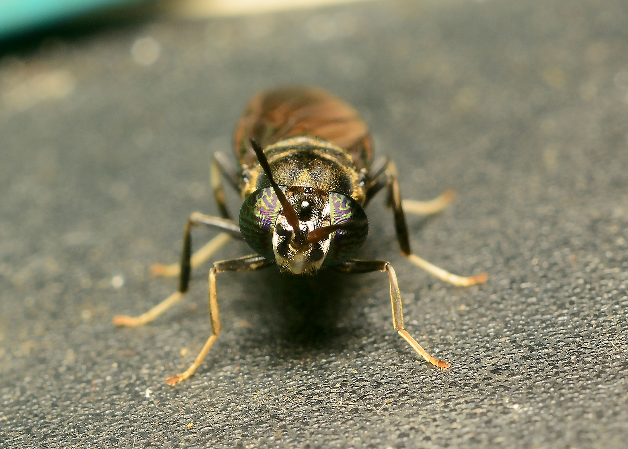 DSC_1870.jpg