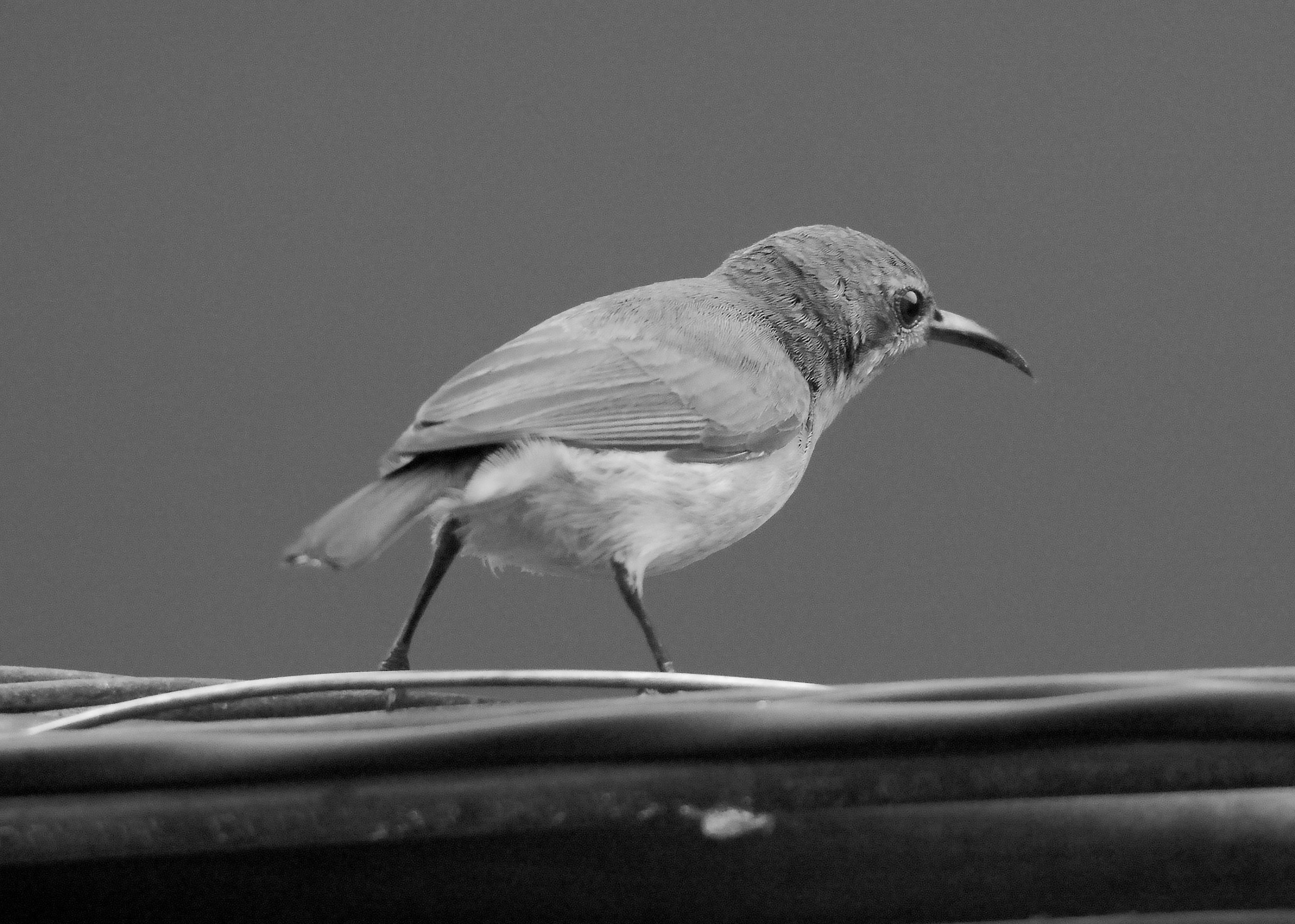 DSC_6572.jpg