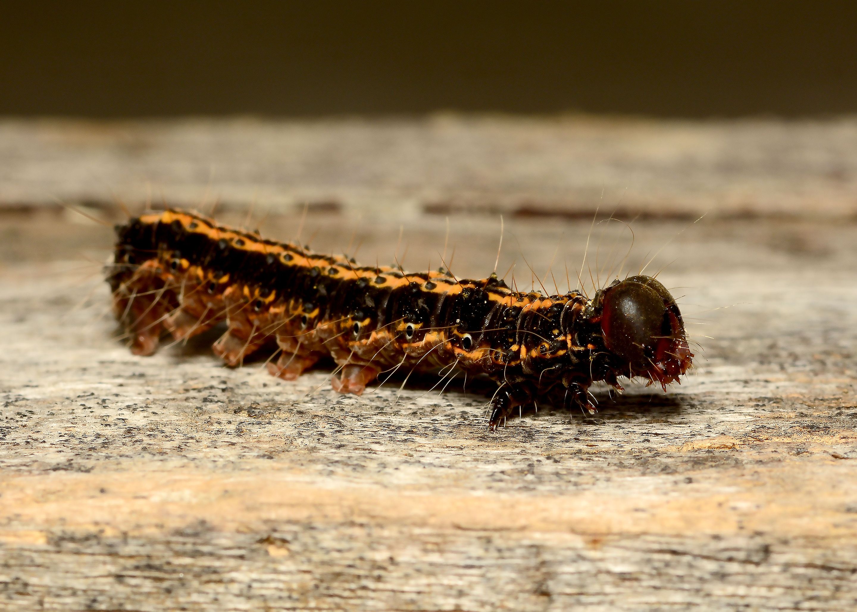 DSC_1046.jpg