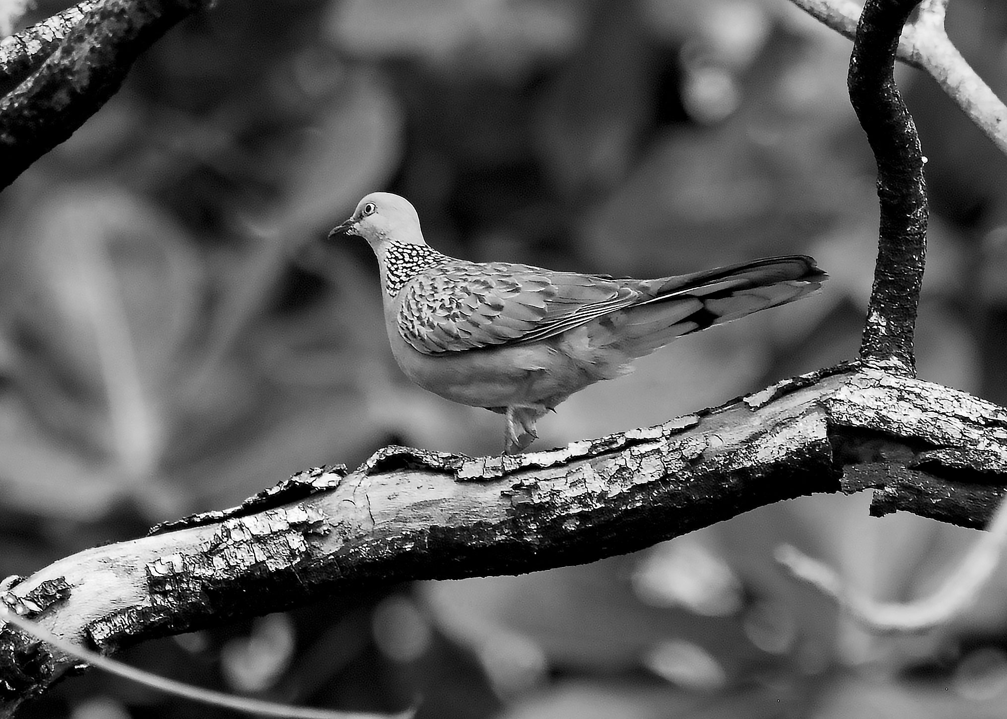 DSC_5893.jpg