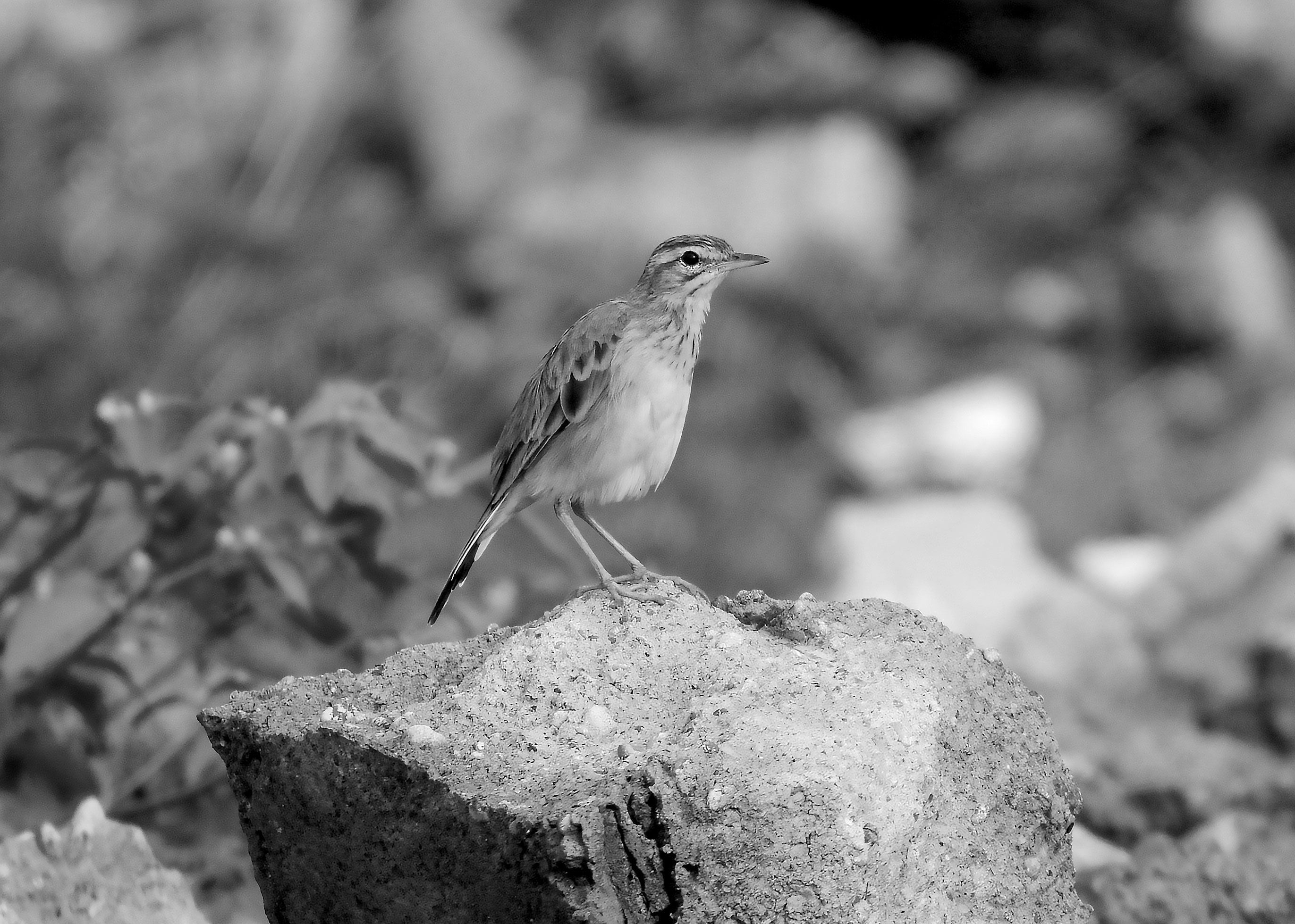 DSC_5955.jpg