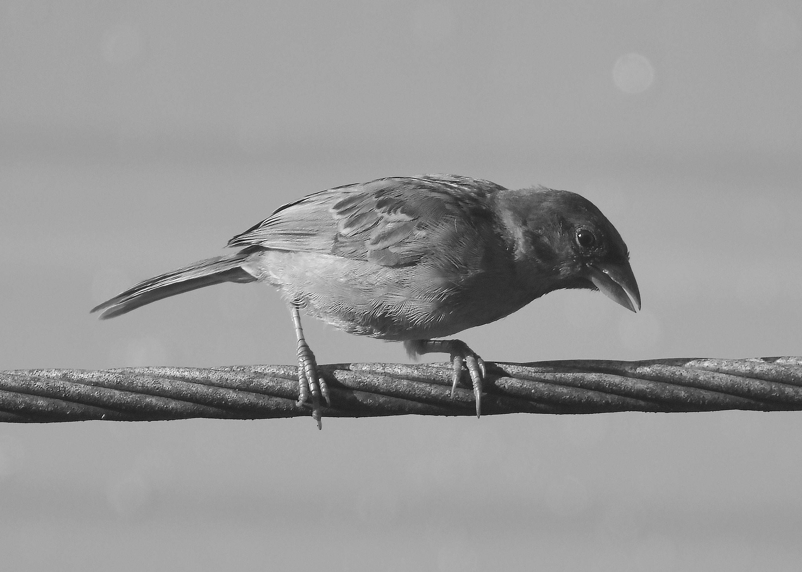 DSC_3826.jpg
