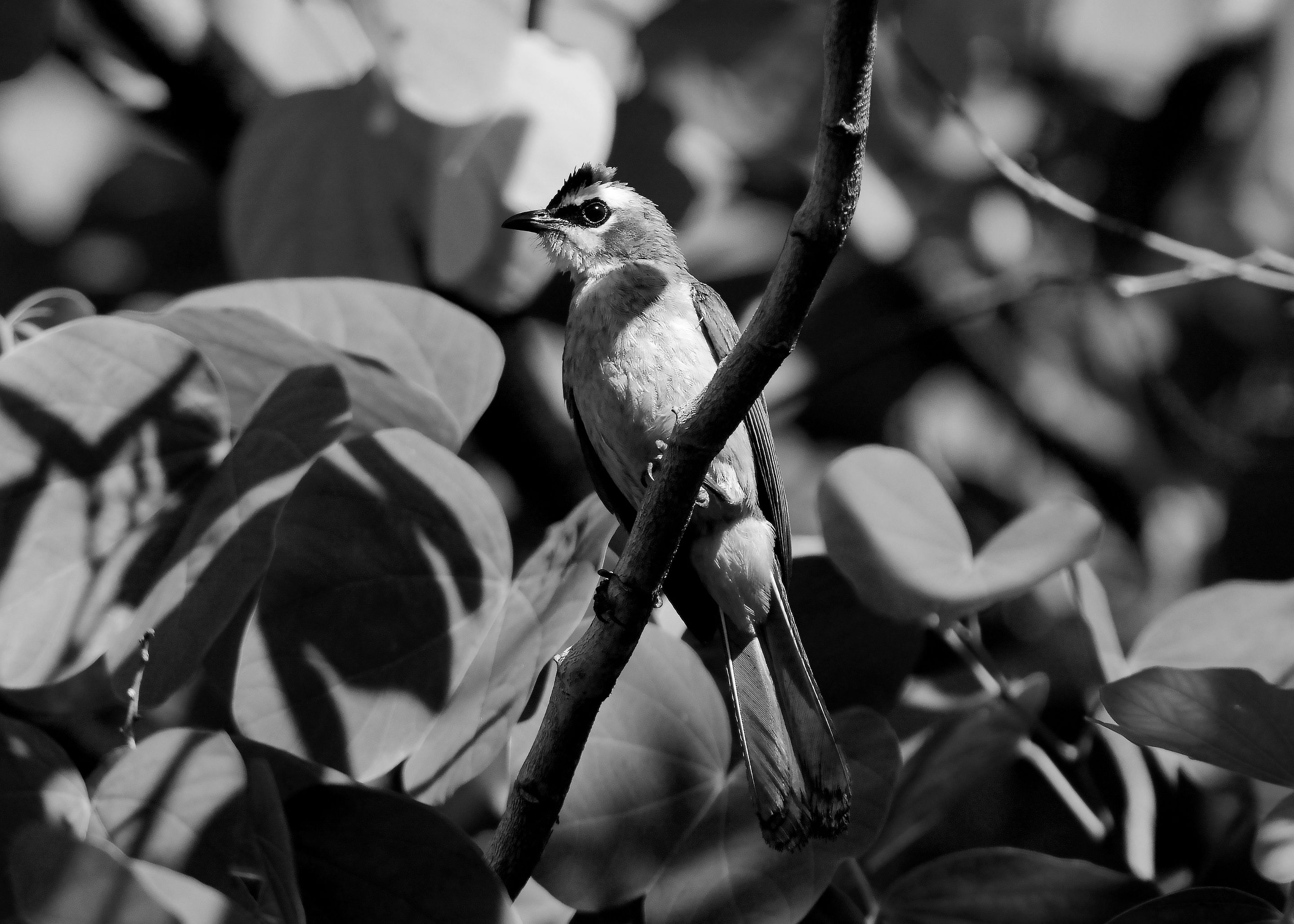 DSC_2408.jpg