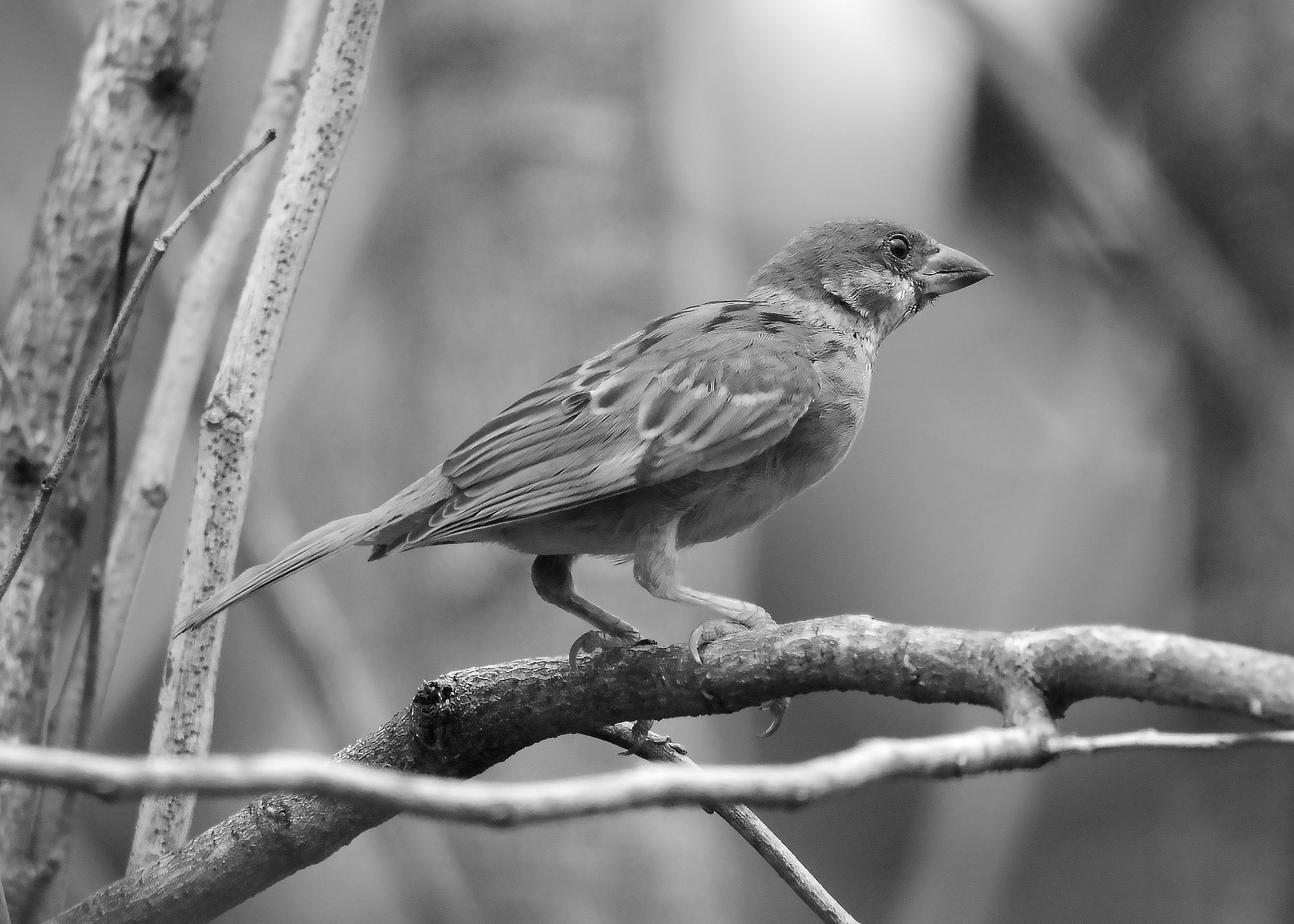 DSC_2858.jpg