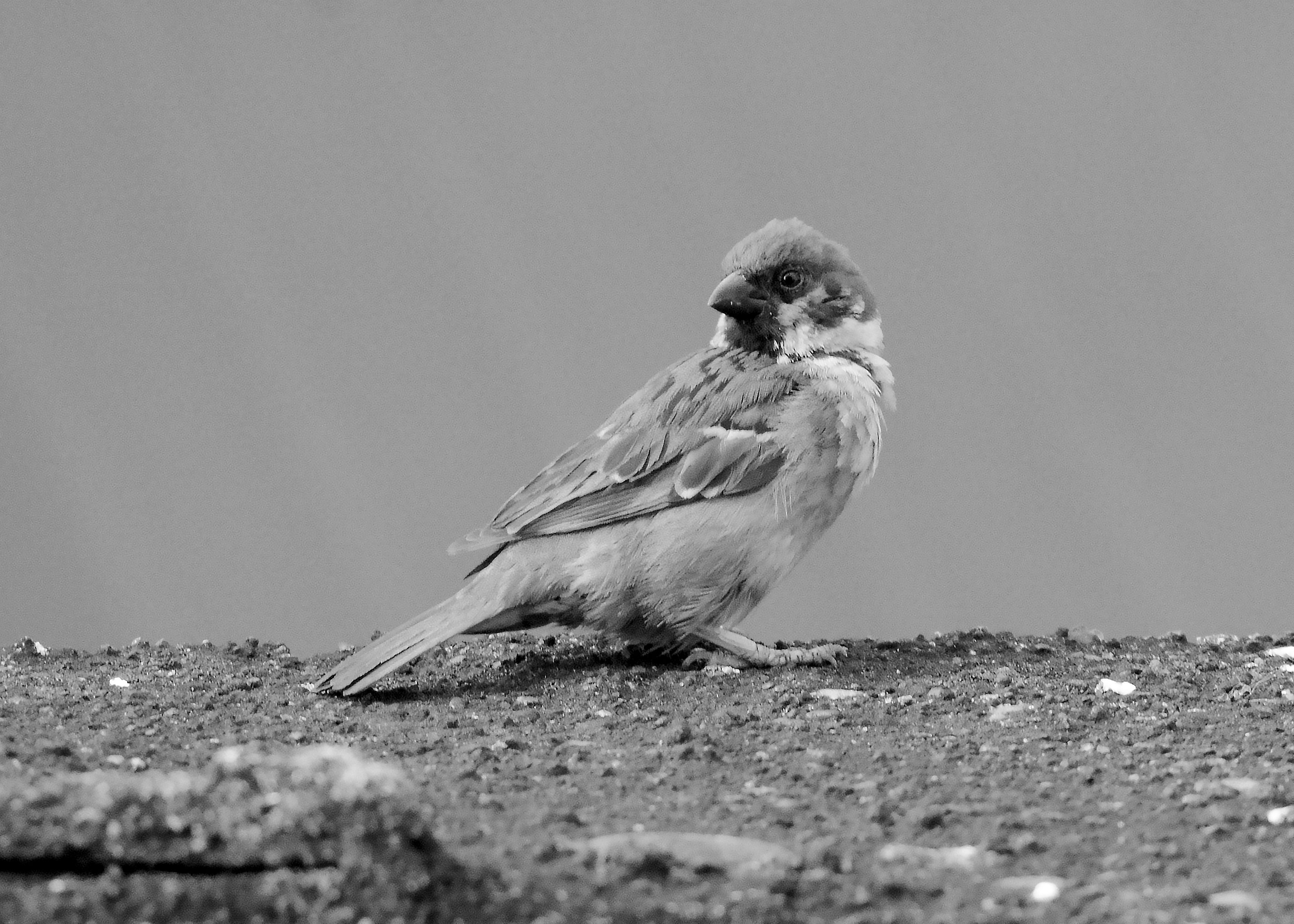 DSC_8211.jpg