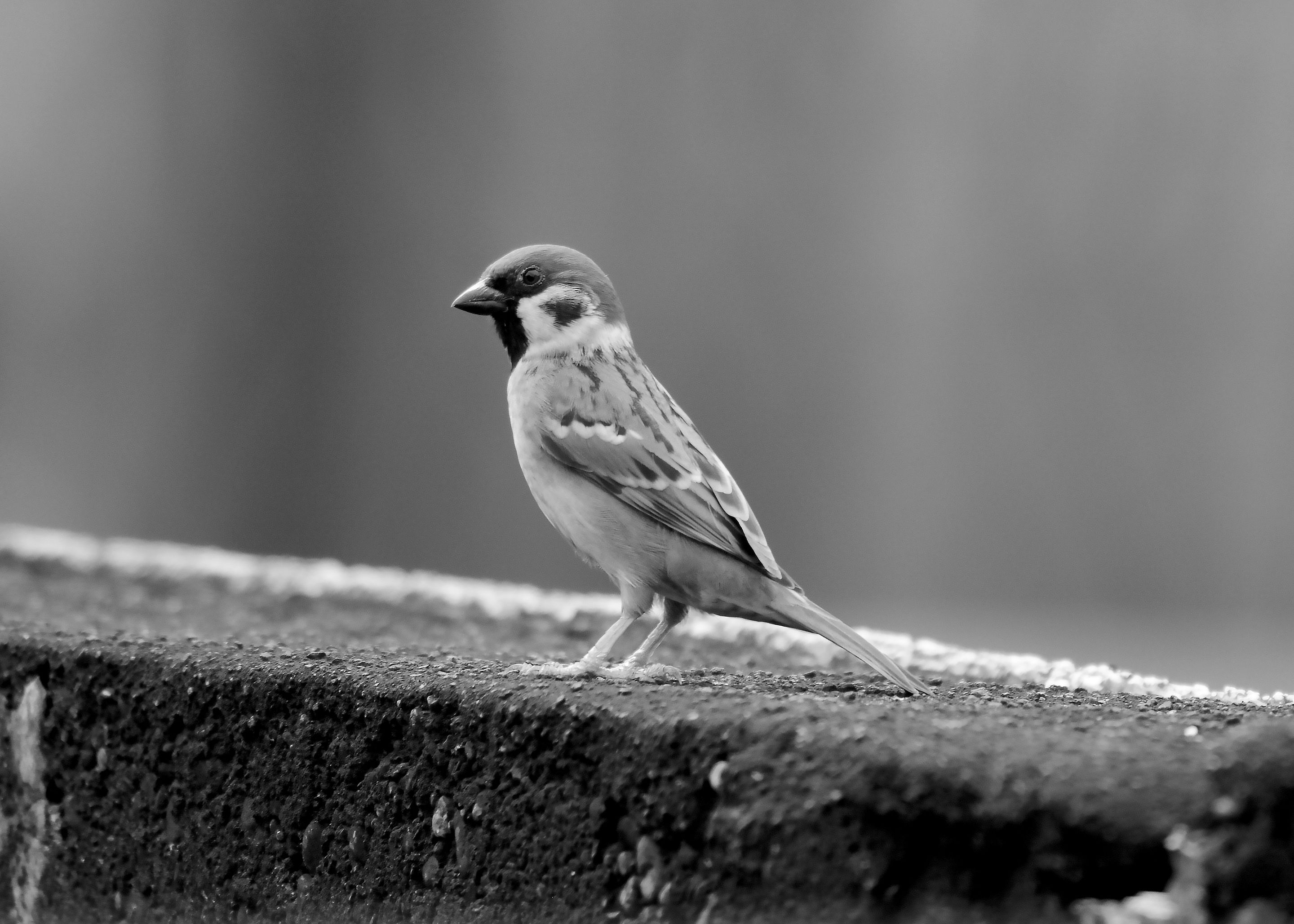 DSC_5391.jpg
