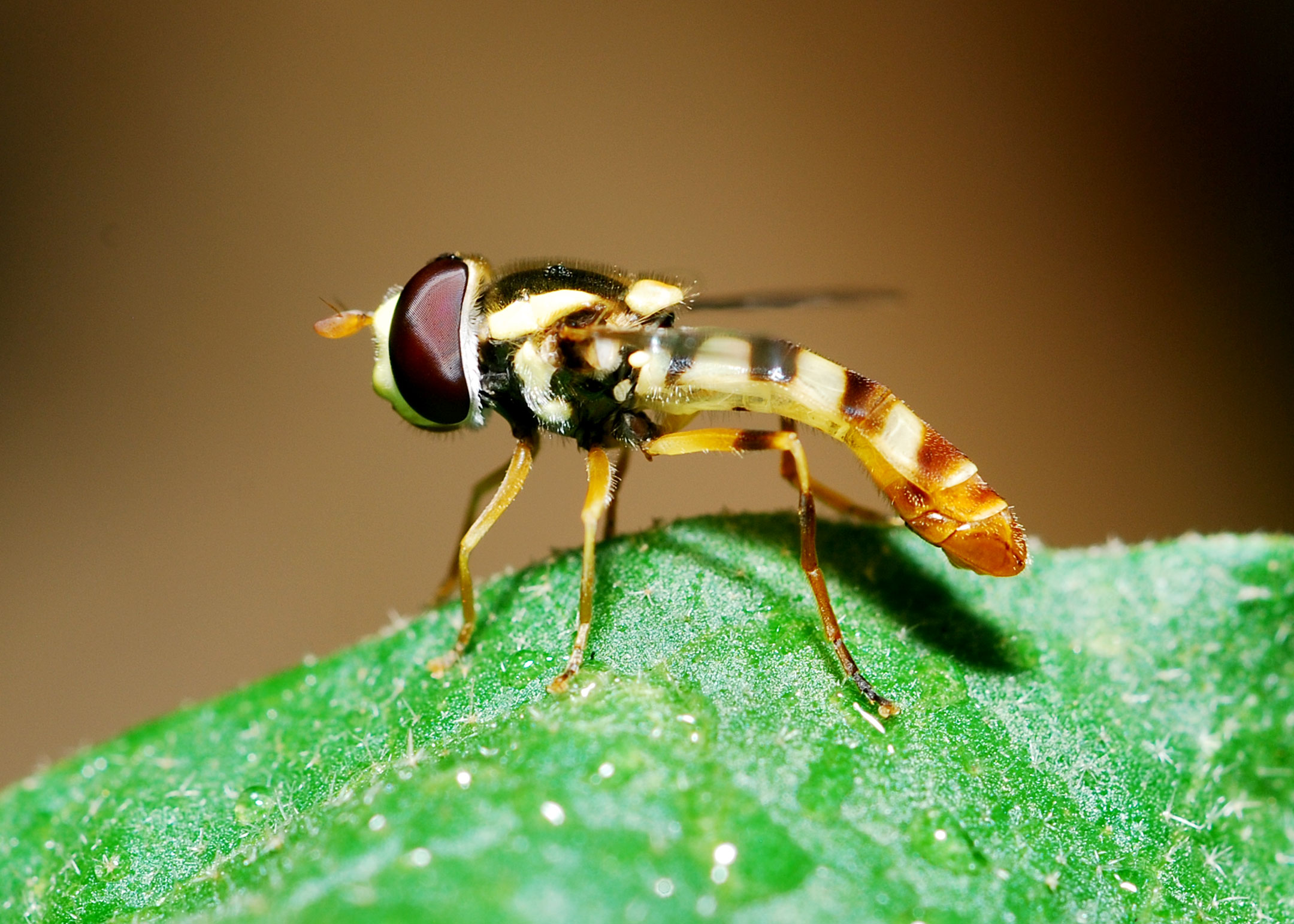 DSC_9678a.jpg