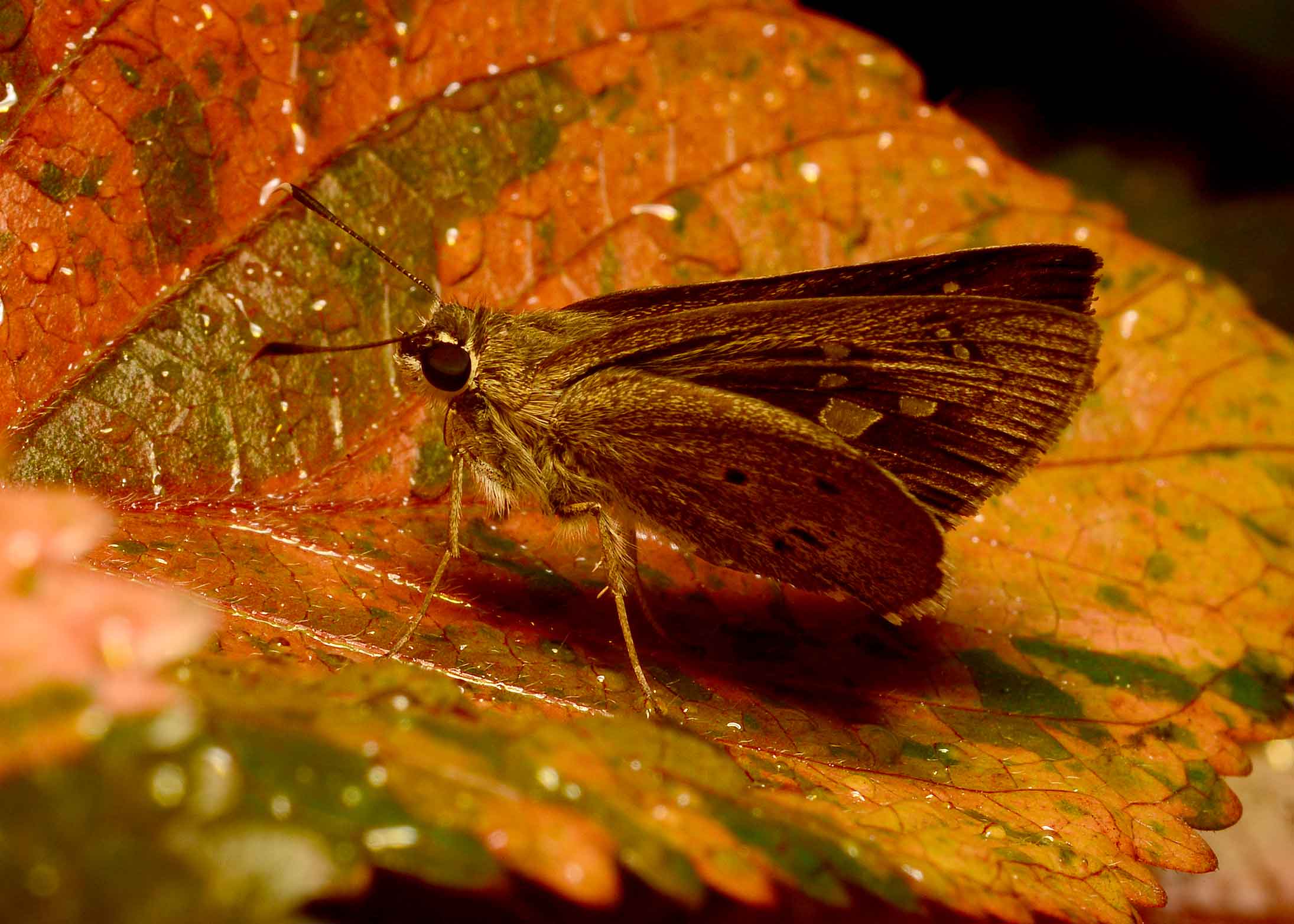 DSC_5856.jpg